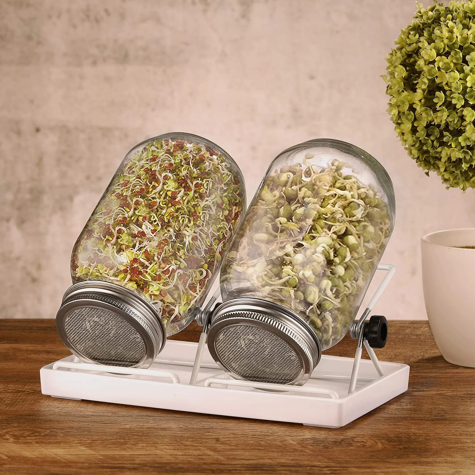 ecooe Lot de 2 pots à germer pour germination en verre à germination avec 1 bac à eau, 2 couvercles de grille filtrante en acier inoxydable 304 et 2 supports
