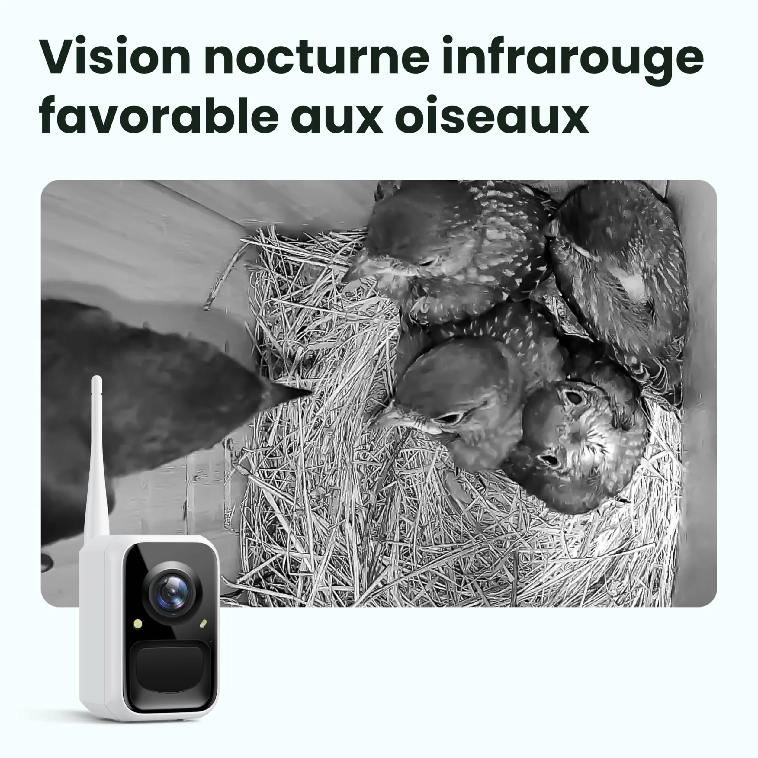 Birdfy Nichoir Oiseaux Exterieur, Camera Nichoir avec Panneau Solaire, 1080P HD Vidéo en Direct & Vision Nocturne pour Nidification 24/7, Détection Auto, Notification & Identification IA