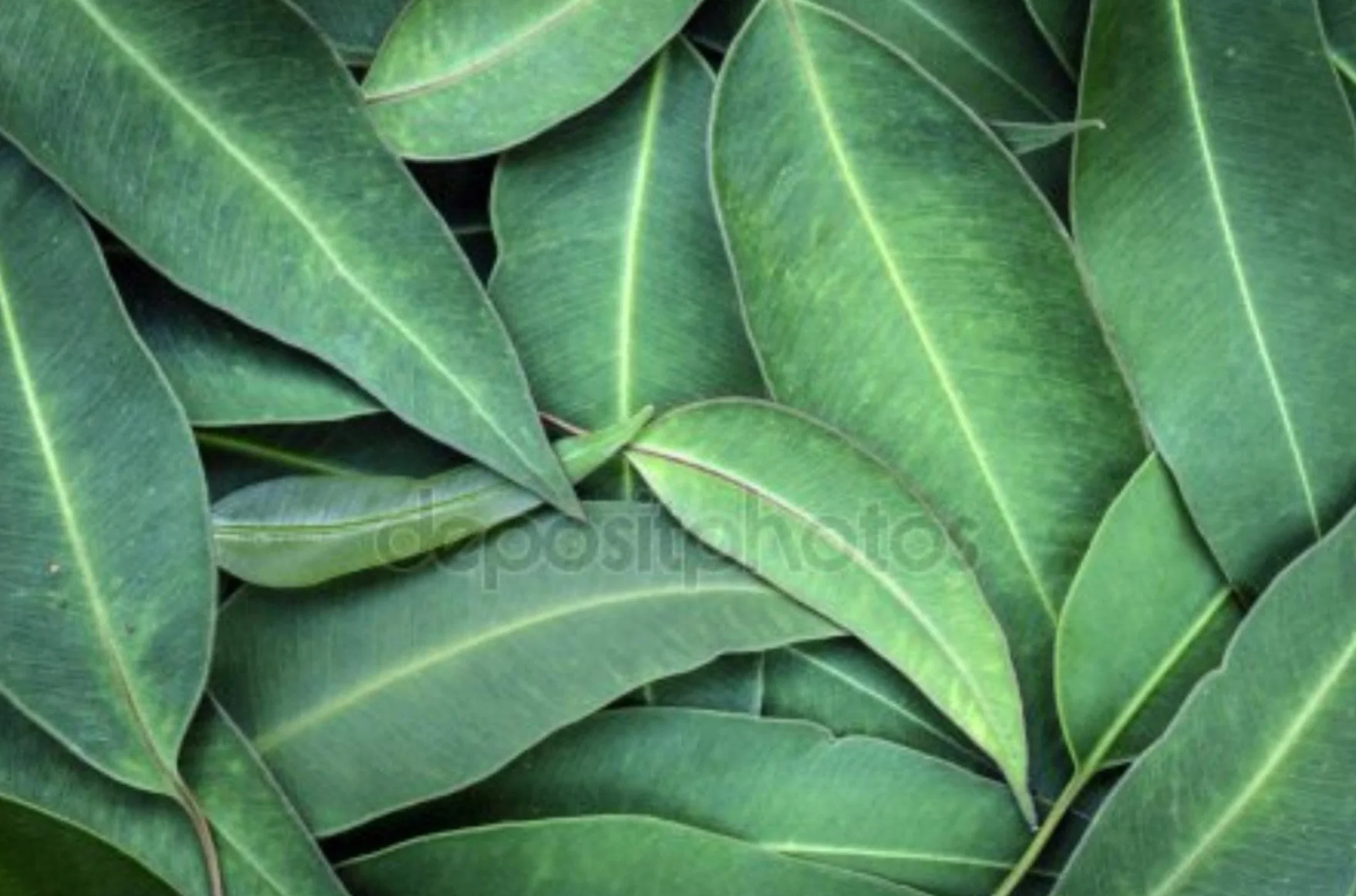 Essence d'eucalyptus pour sauna à vapeur 5 litres - Concentré liquide naturel, extrait professionnel et durable