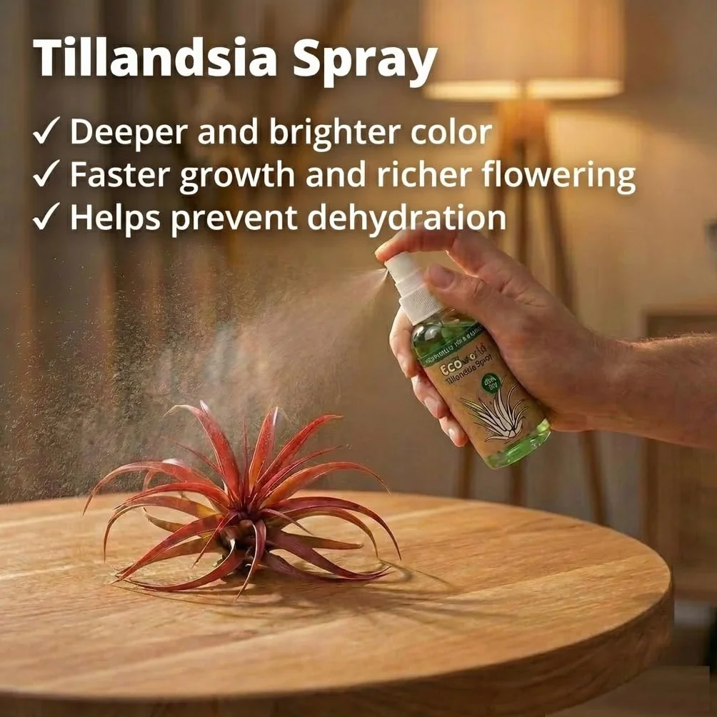 Tillandsia Set Plantes Aériennes 10 Pièces Air Plants sans Terre Spray Ø5 cm Hauteur 10 cm