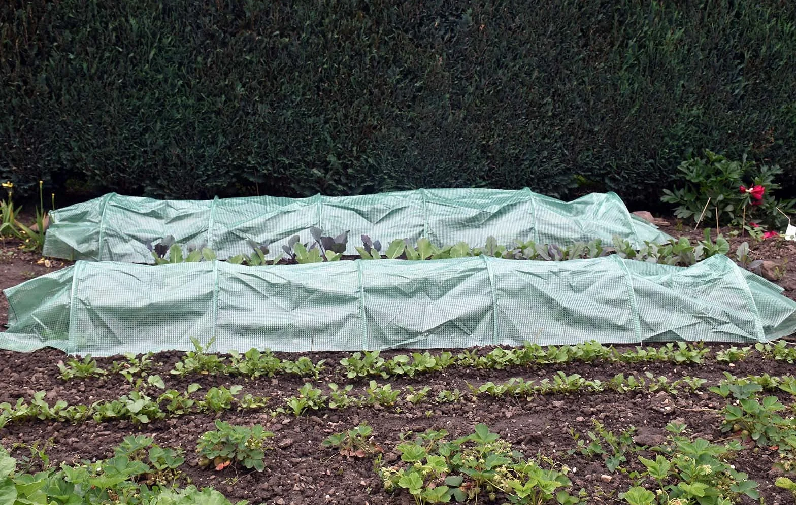 Wiltec Serre de Jardin de Sol – 300 x 65 x 45 cm – Vert – avec Film grillagé en PE – résistant Contre intempéries Rayons UV – Tunnel horticole pour Platebande Jardinage Potager Tomates Semis