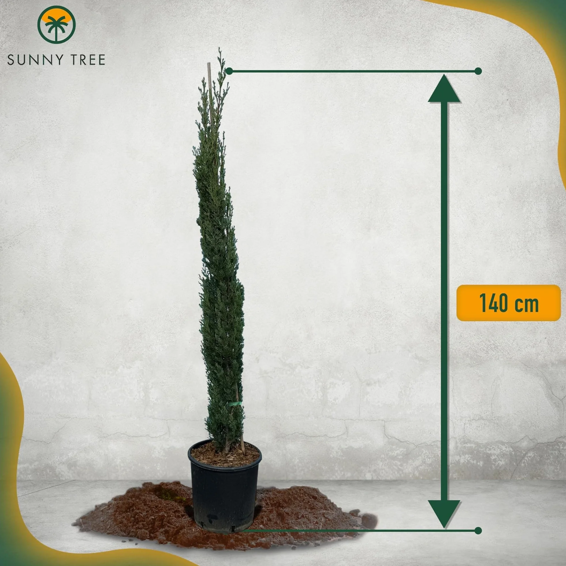 Cupressus Sempervirens Totem Cyprès Italien 150-160 CM résistant au gel -18 conifère à feuillage persistant