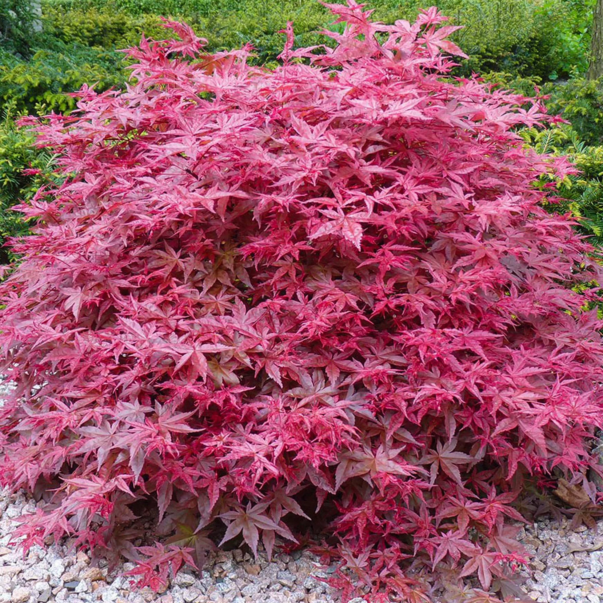 Acer palmatum "Beni Maiko" | Érable du Japon Plante de jardin à feuilles caduques Arbuste en pot