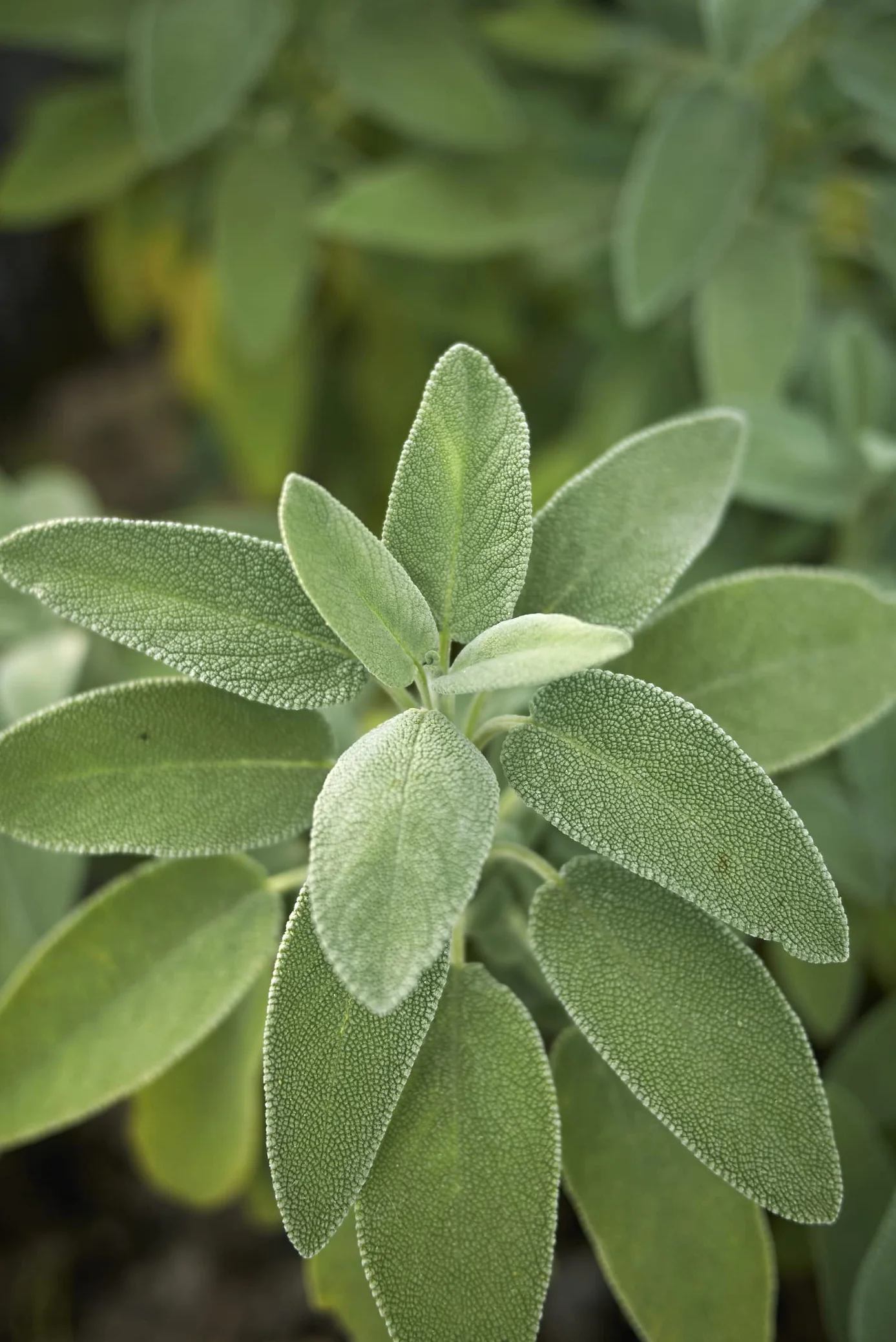 Plus de 300 graines de Sauge Vraie Salvia officinalis pour Jardin, Cuisine, Plante Médicinale