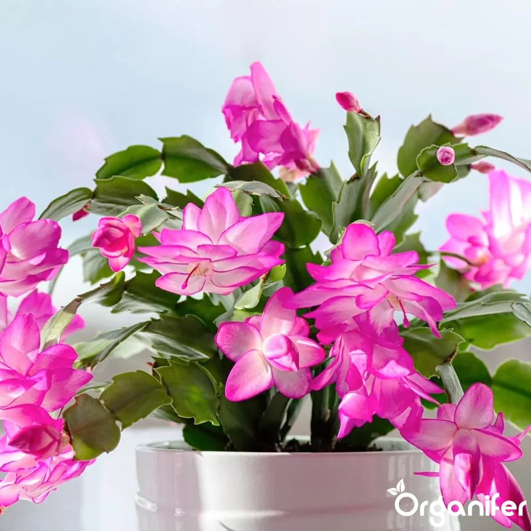 Organifer Engrais liquide organique 1L pour cactus de Noël floraison hivernale