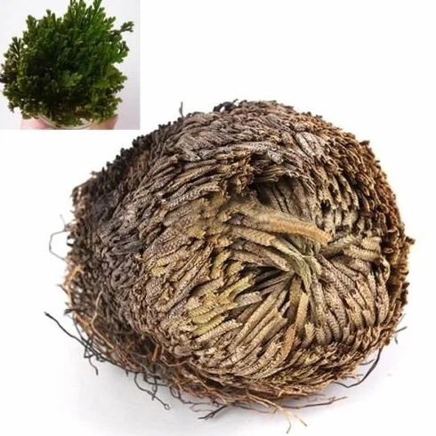 Live Resurrection Plante Rose de Jericho Dinosaure Plante Air Fougère Spike Moss