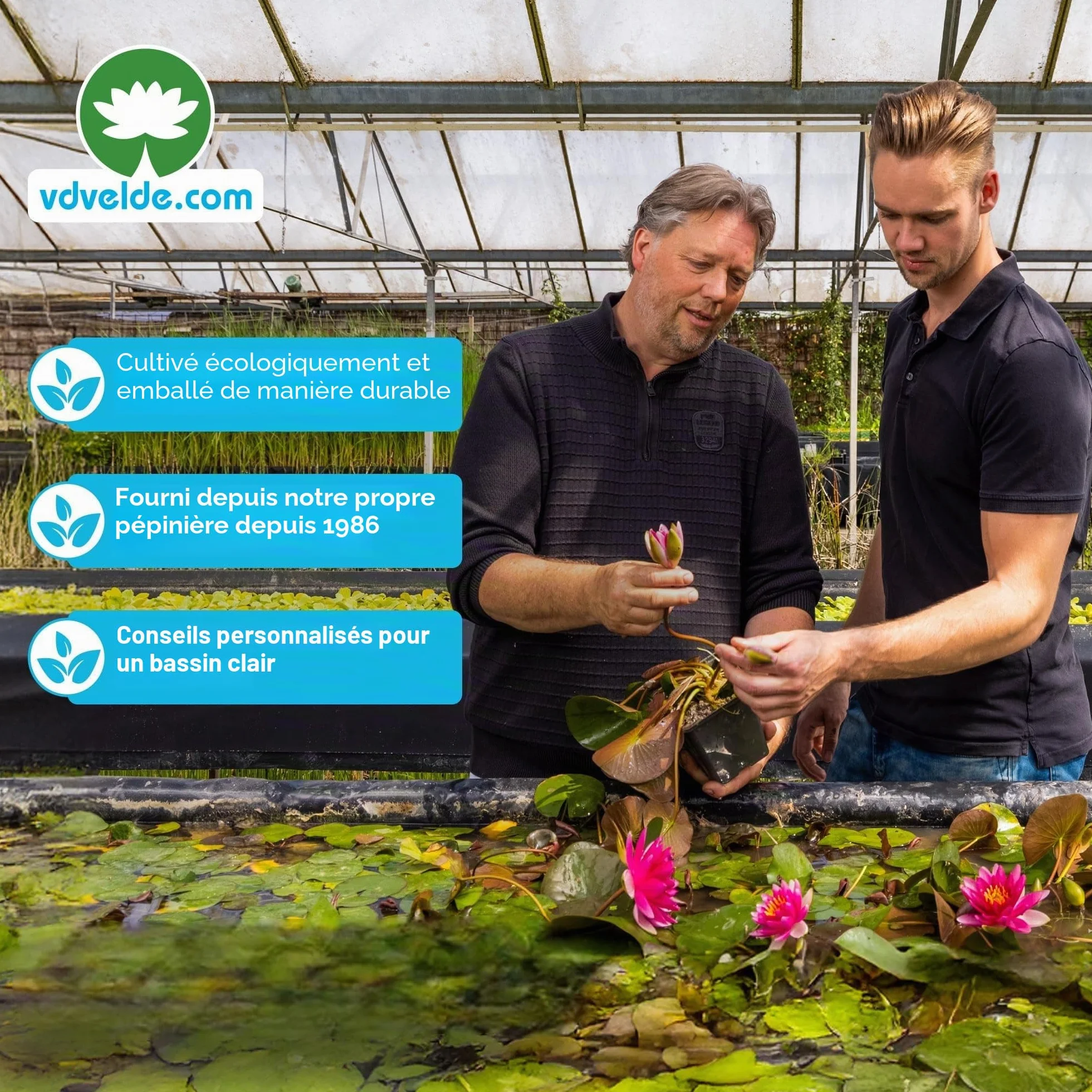 Vdvelde Set Plantes Anti-Moustiques pour Bassin Île Flottante avec 4 Plantes Aquatiques Kit complet