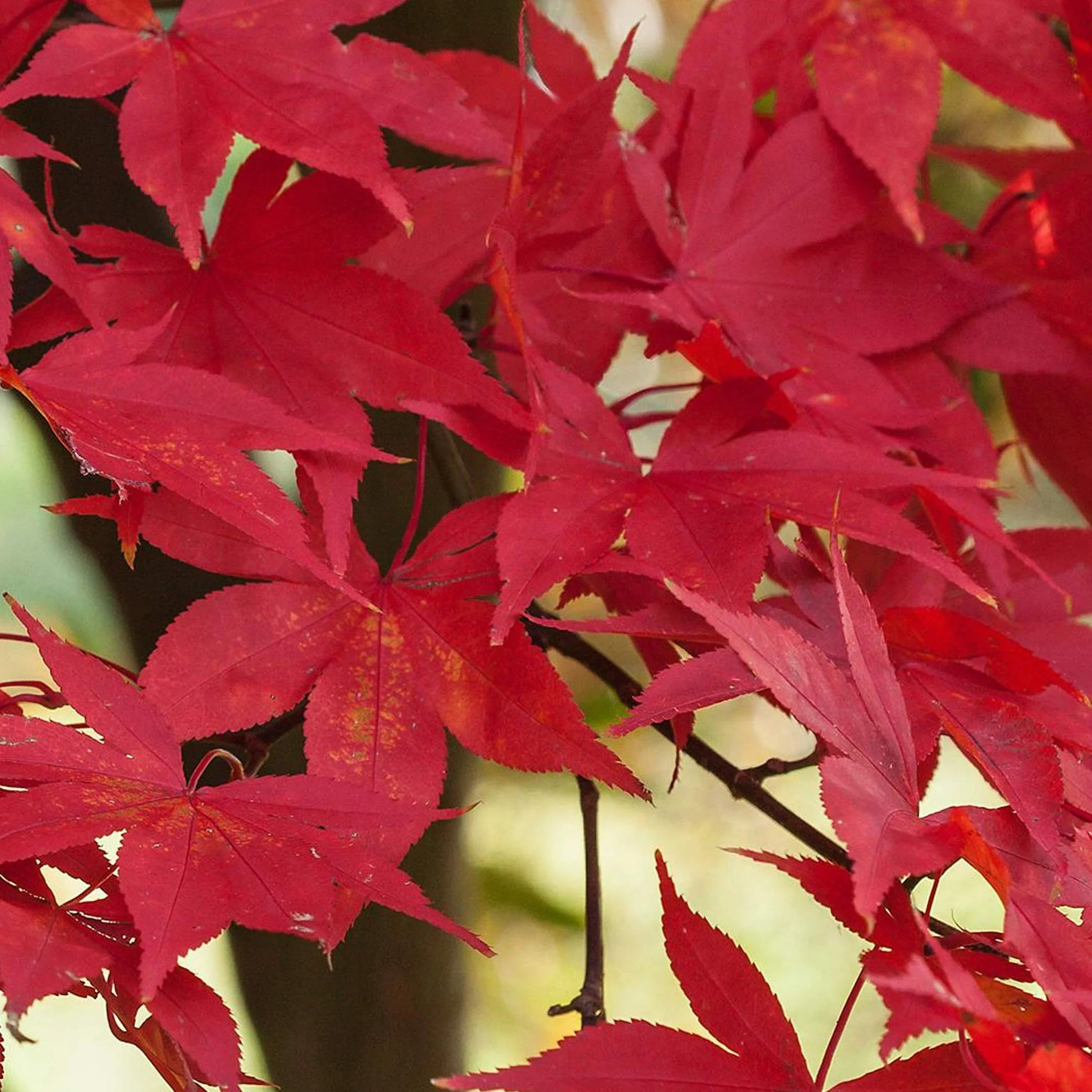 Acer palmatum "Osakazuki" | Érable du Japon Plante de jardin à feuilles caduques Arbuste en pot