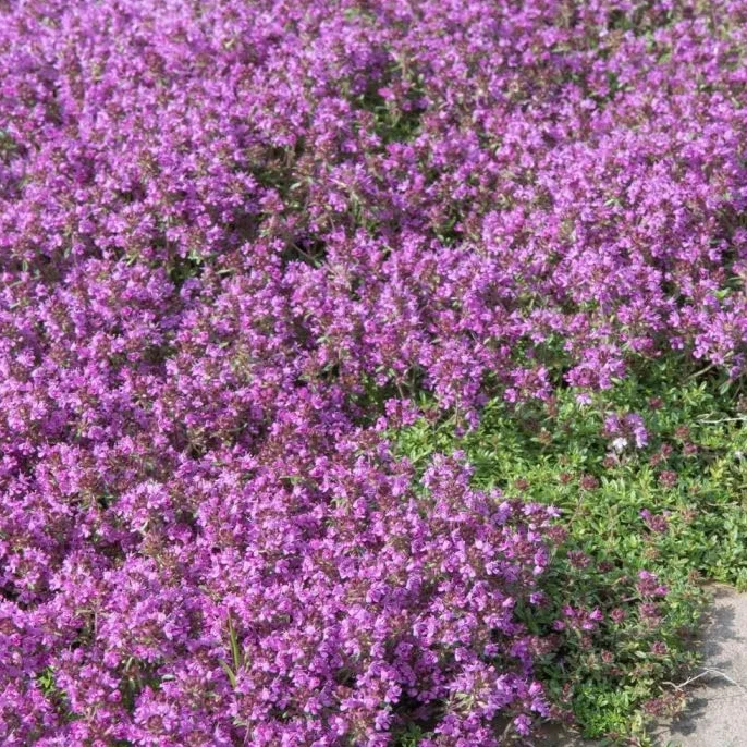 200 Graines THYM SERPOLET VIOLET 0,04 gramme soit environ 200 graines - aromatique violet - Thymus serpyllum - THYM RAMPANT