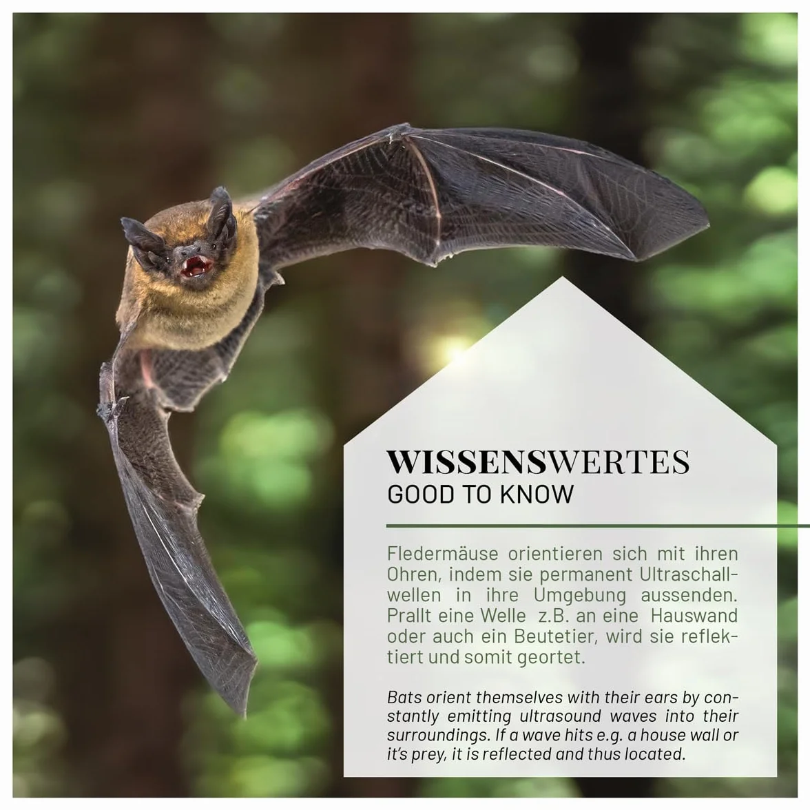 WILDLIFE HOME Grande cage à chauve-souris lourde selon NABU – bois massif résistant aux intempéries, maison de chauve-souris été et hiver