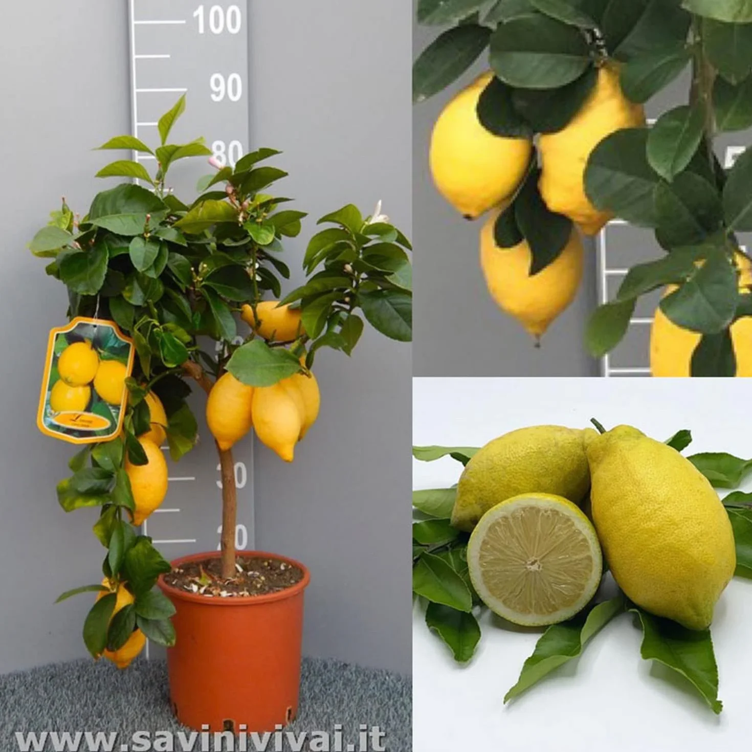 SAVINI VIVAI Citronnier Lunario plant en pot 20 cm hauteur 70 cm 2-3 ans greffage Italie