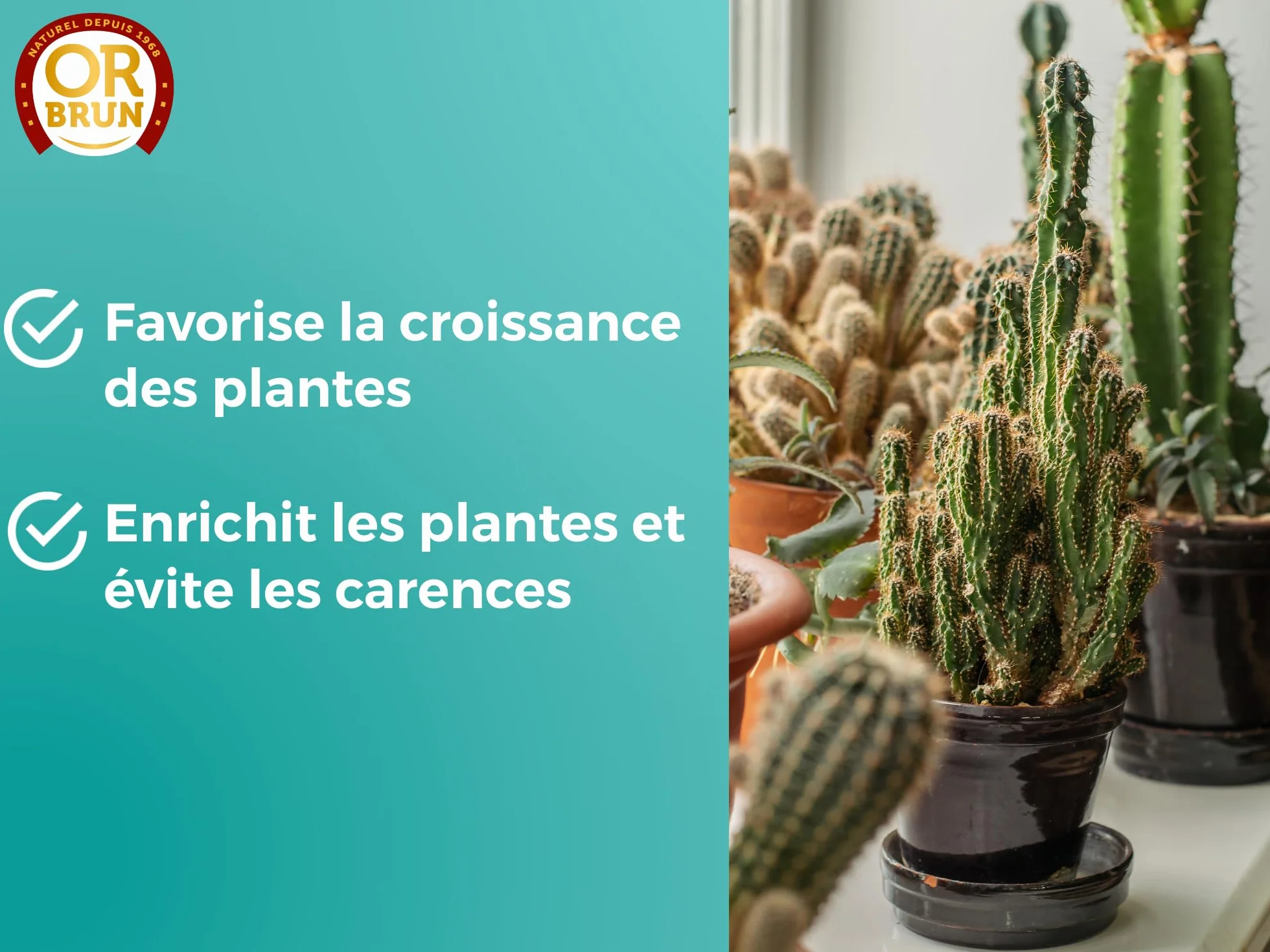 OR BRUN Engrais Cactus & Plantes Grasses - 250ml - Enrichit Les Plantes - Fabriqué En France - Utilisable En Agriculture Biologique OBRECLCACTUS250