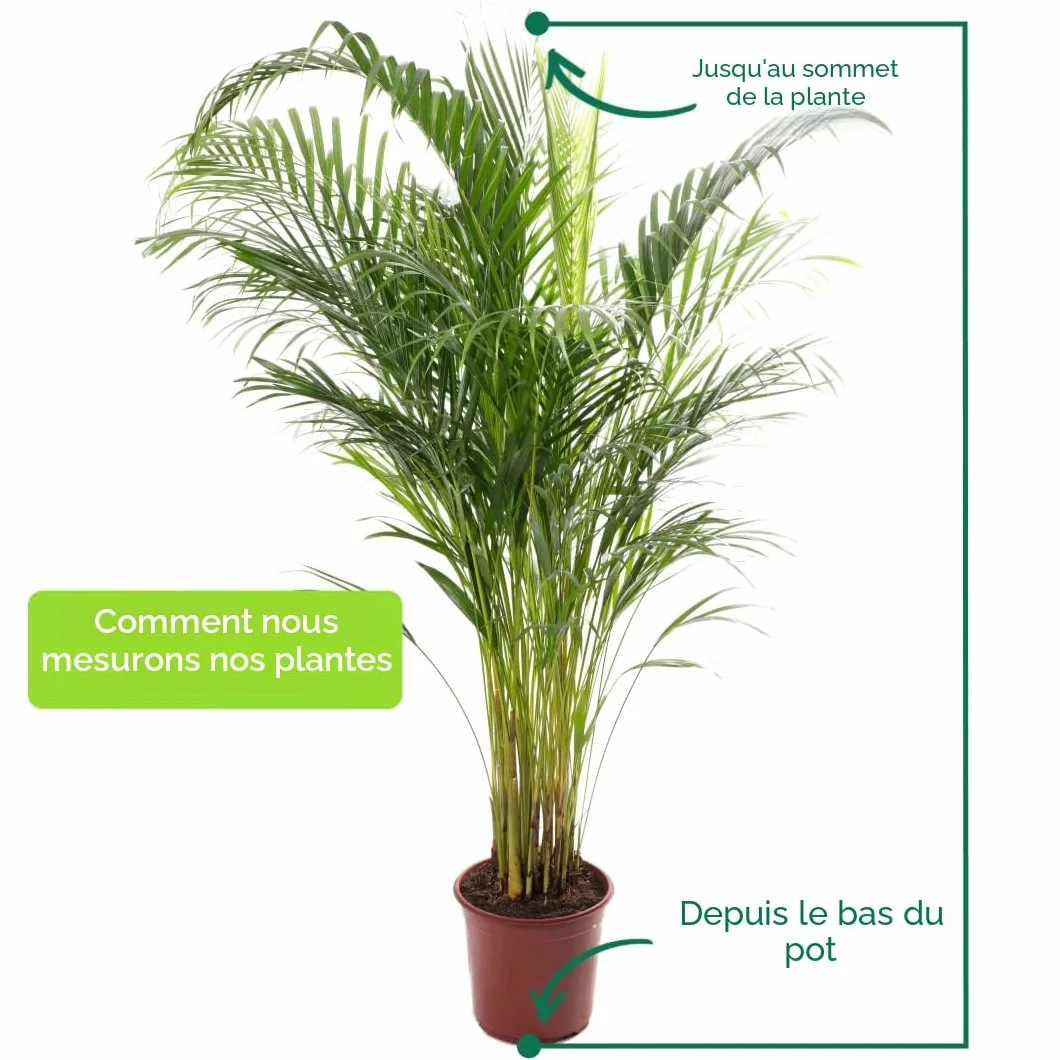 Areca Palme (palmier à fruits dorés) Plantes d'intérieur plantes avec pot 100-120 cm