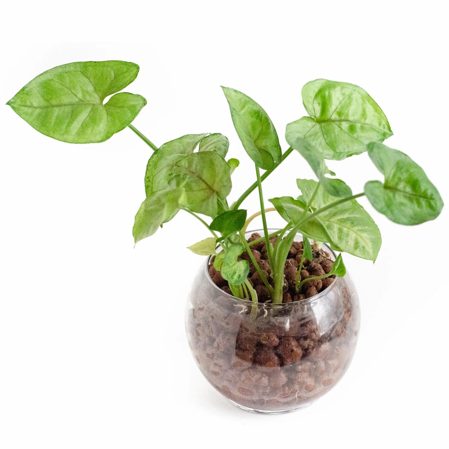QUARKZMAN Cailloux d'Argile 3-5mm 0,22 Lbs Rouge pour Jardinage, Culture Hydroponique, Bonsaï