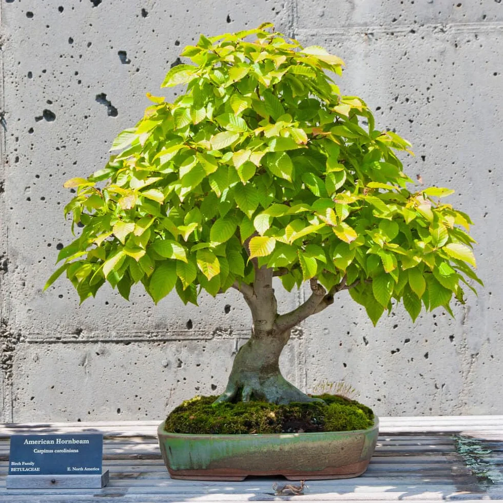 Ensemble de graines de bonsaï 7 variétés - Graines de plantes d'intérieur