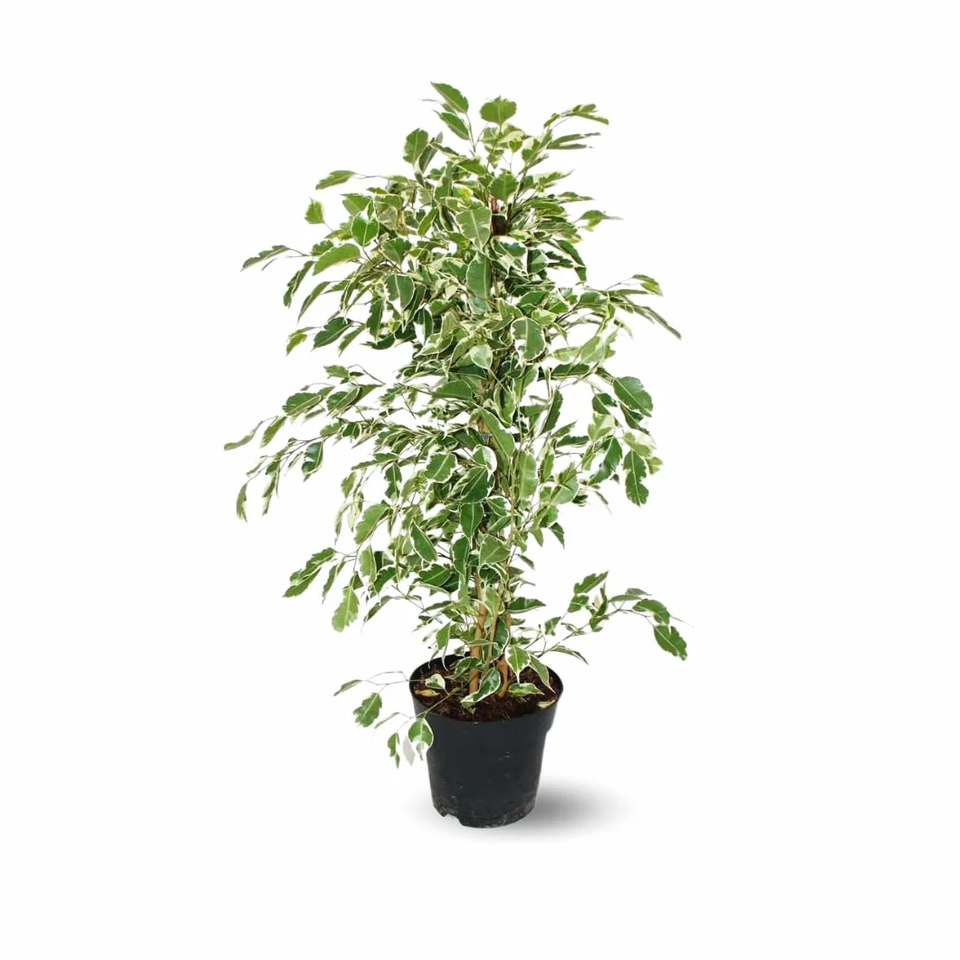 Ficus Benjamina Twilight 60-70 cm ⌀ 17 cm plante d'extérieur