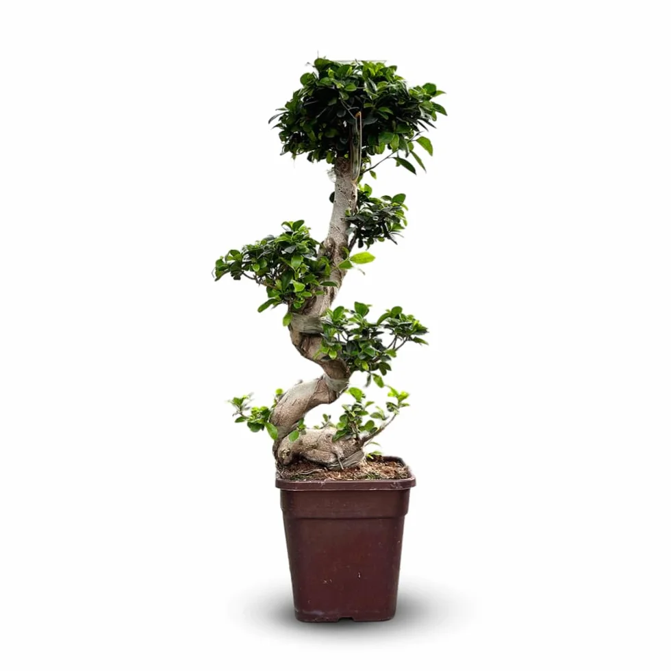 Ficus ginseng bonsai 80-90 cm ⌀ 25 cm plante d'intérieur