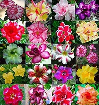 Adenium obesum Seeds Desert Rose Graines de Fleurs 5 pcs
