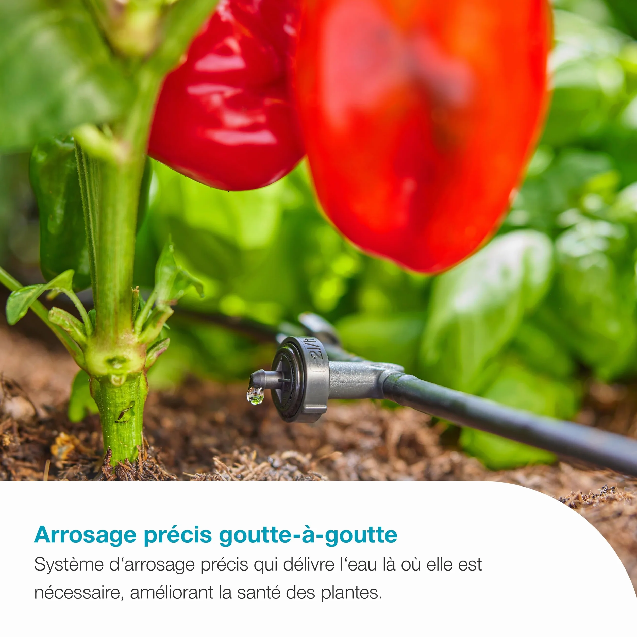 Gardena AquaBloom L Set Système d'Arrosage Autonome pour 30 Plantes
