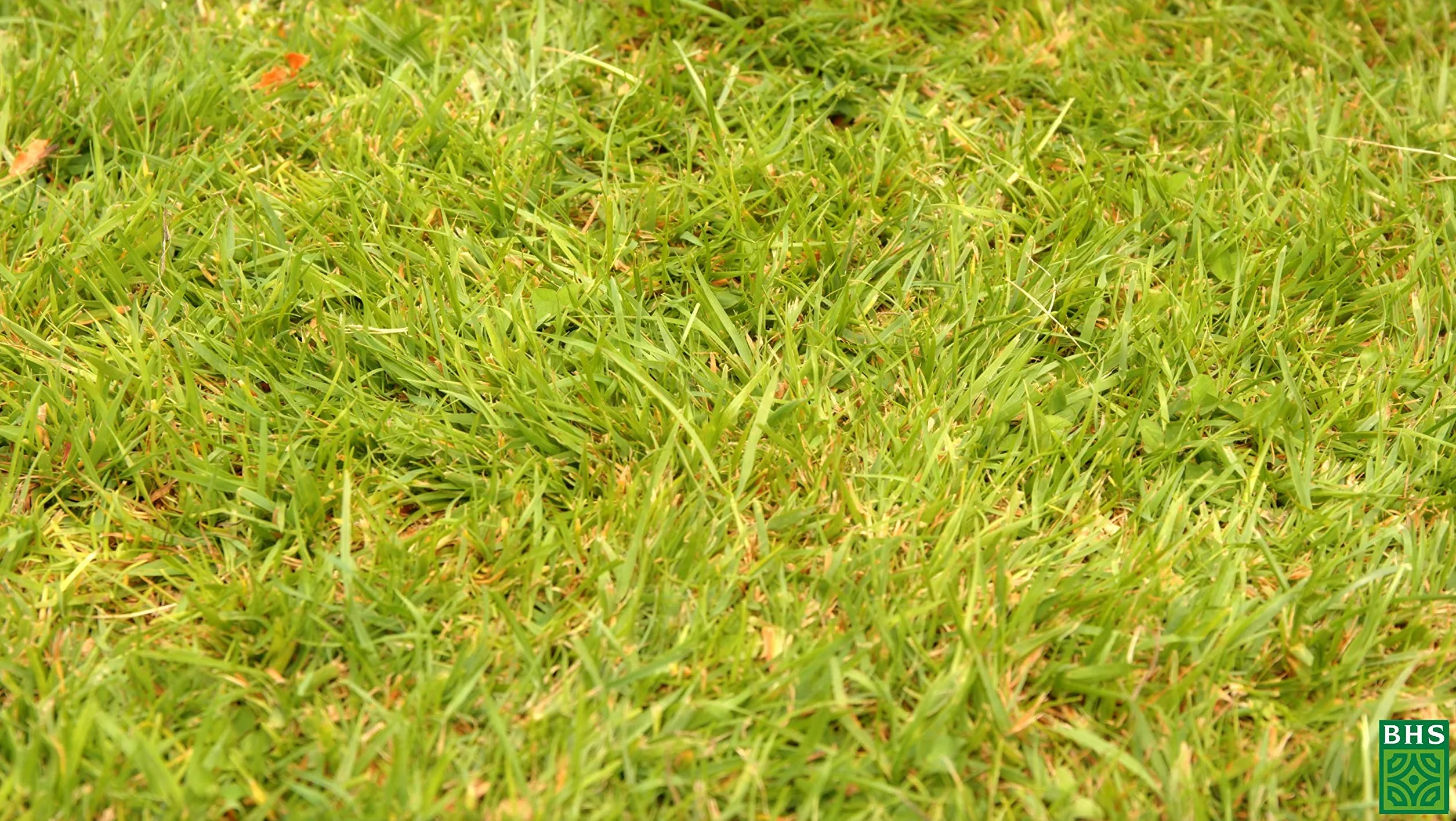BHS Kikuyu Gazon Zones Méditerranéennes 300g 25 m² Résistant Fortes Chaleurs KIK300