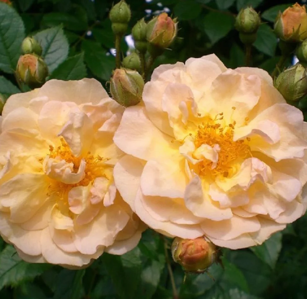 Rosa 'Ghislaine de Féligonde' Rosier grimpant pot 25-30 cm