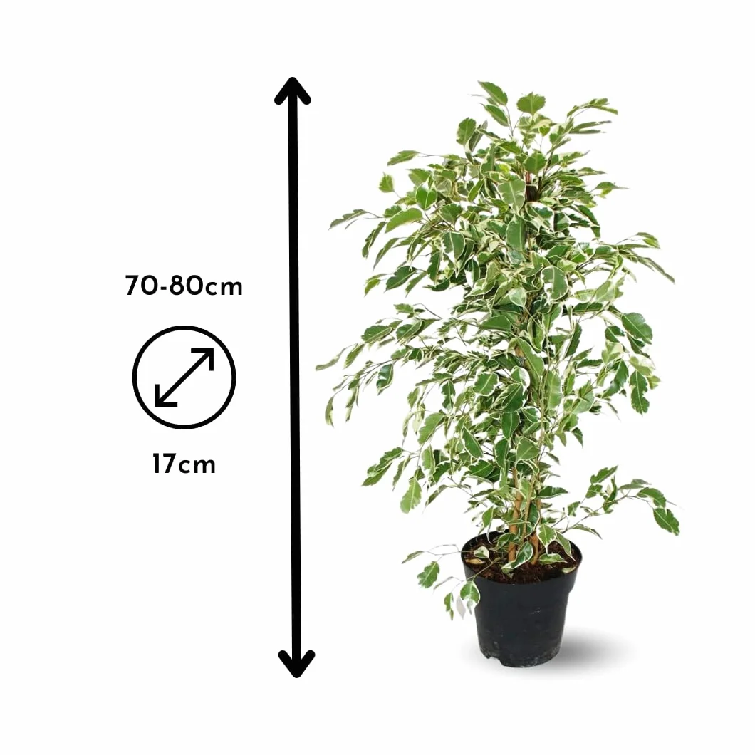 Ficus Benjamina Twilight 60-70 cm ⌀ 17 cm plante d'extérieur