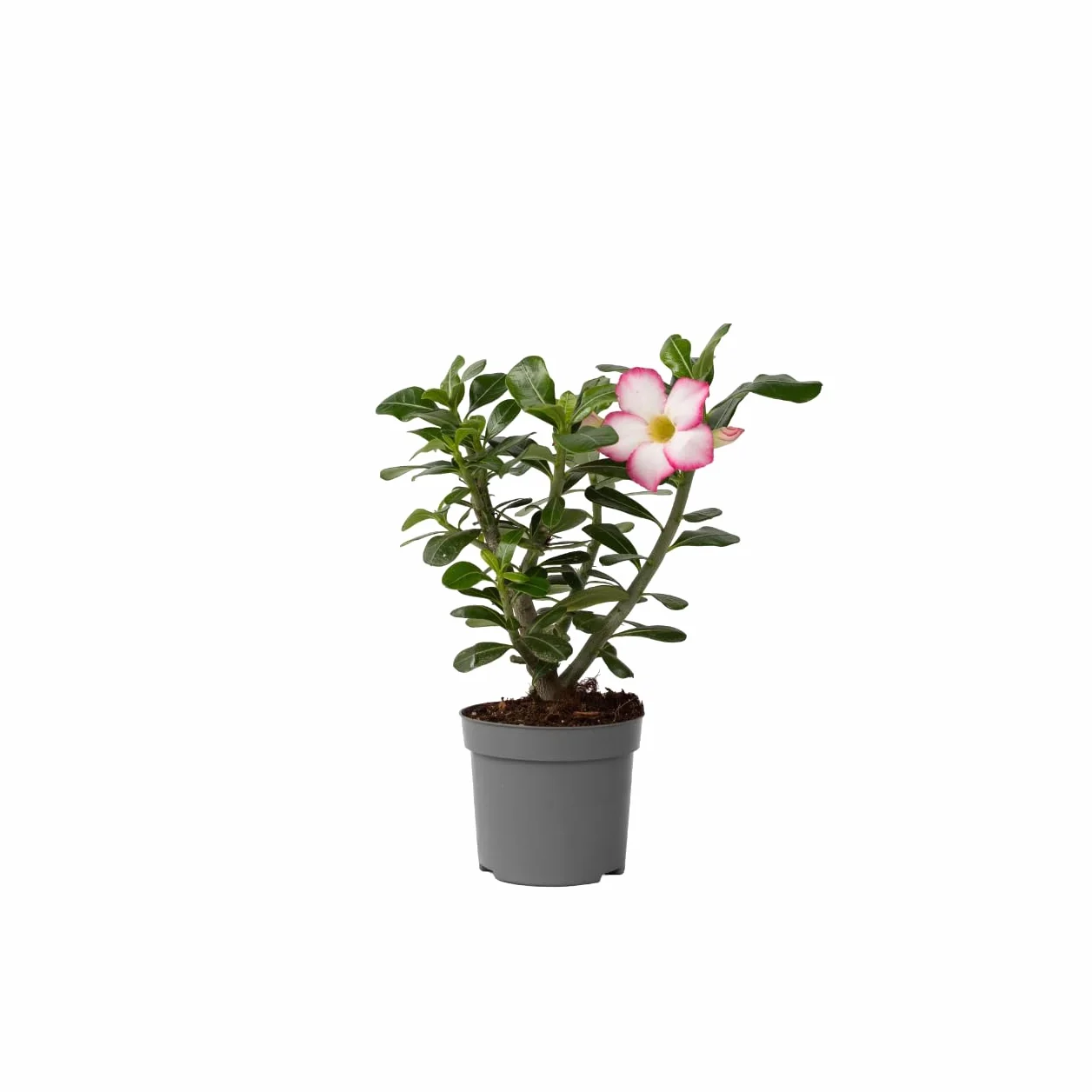 Adenium Obesum 'Étoile Rose' Rose du Désert Plante Exotique Pot 13cm 30-40cm