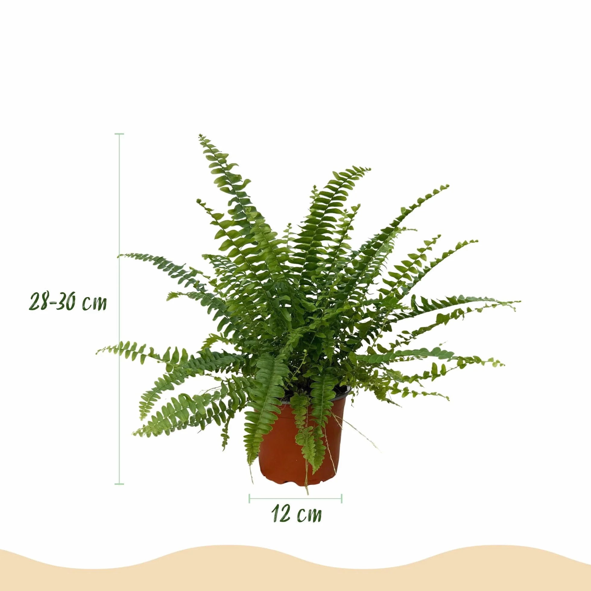 Green boutiQ - Plante d'intérieur - Nephrolepsis exaltata Green Lady - Fougère - Plante amicale pour les animaux - Verte - 1 Plante - Pot 12cm - Hauteur 25cm