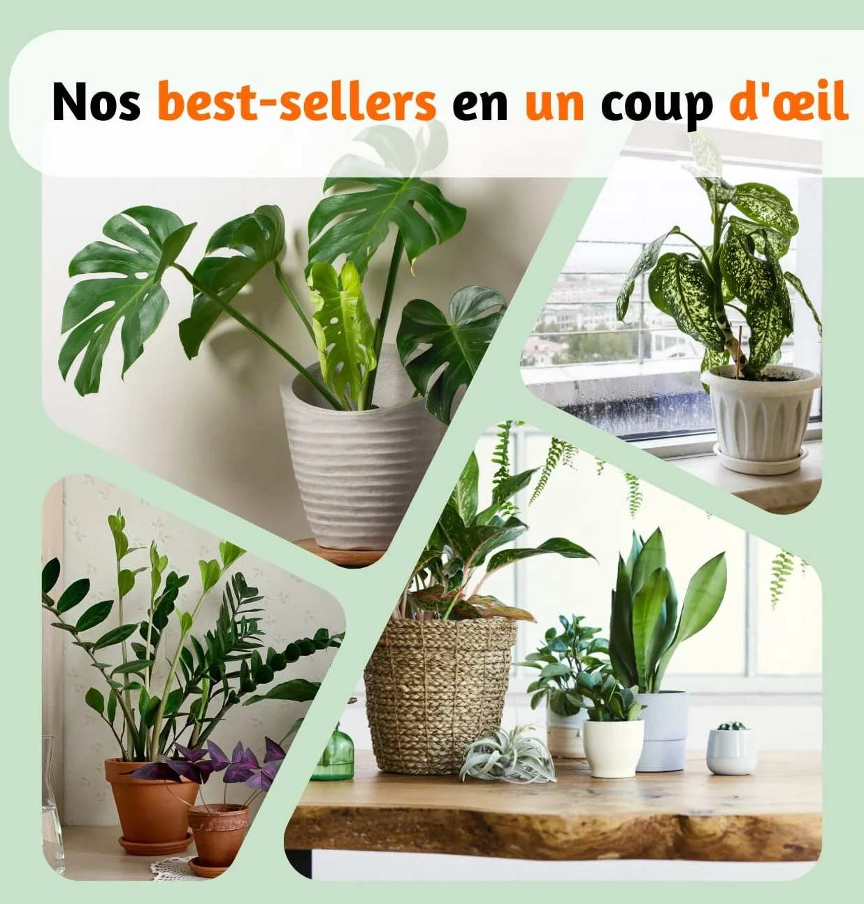 Lot de 4 plantes “Pet Friendly”, +/- 30–60 cm, ø 12–15 cm pot, Palmier d’intérieur, Bananier, Arbre à monnaie, Calathea, non toxique & sans danger pour les animaux