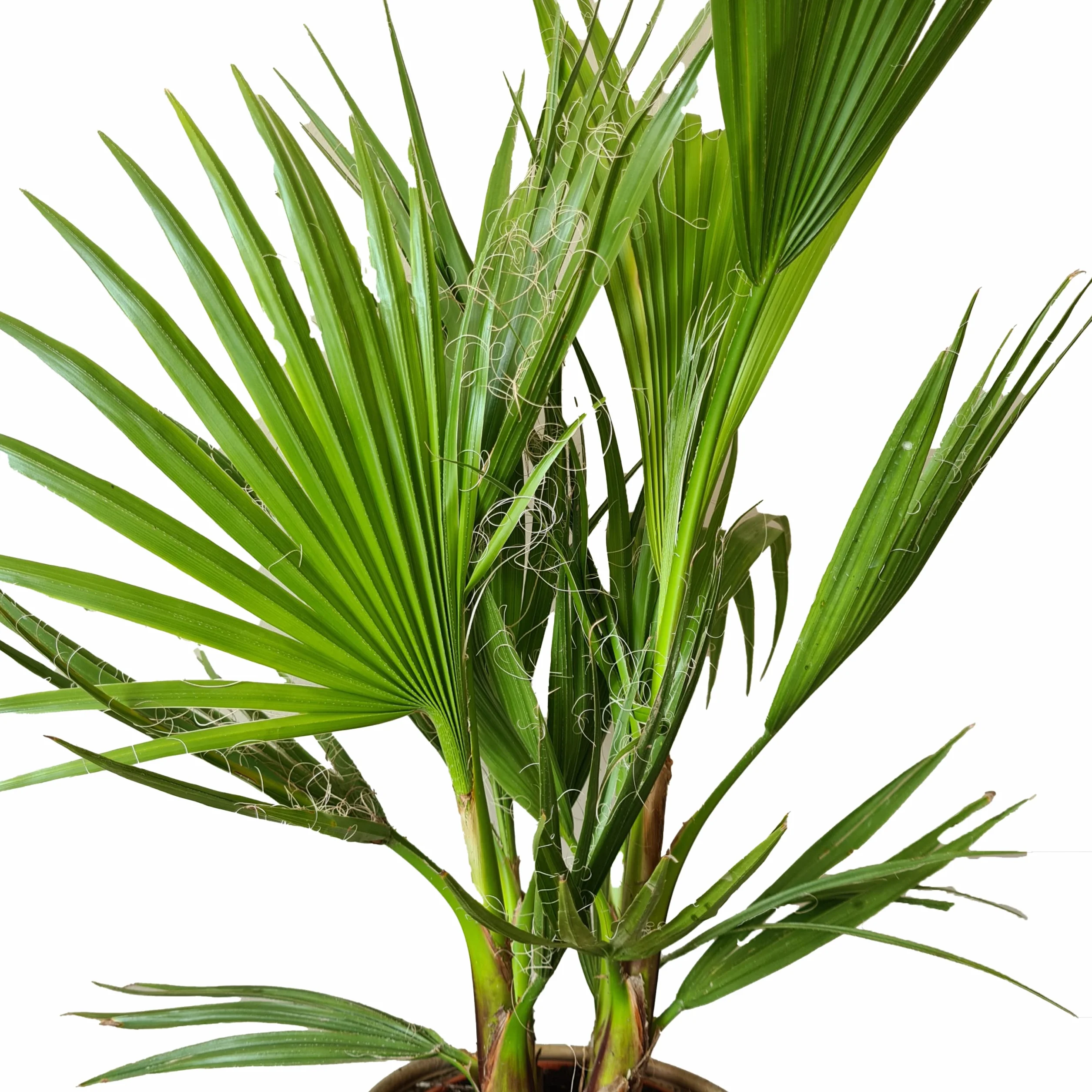 Bloomique Washingtonia Robusta Palmier éventail mexicain Hauteur 80-100 cm Pot 21 cm