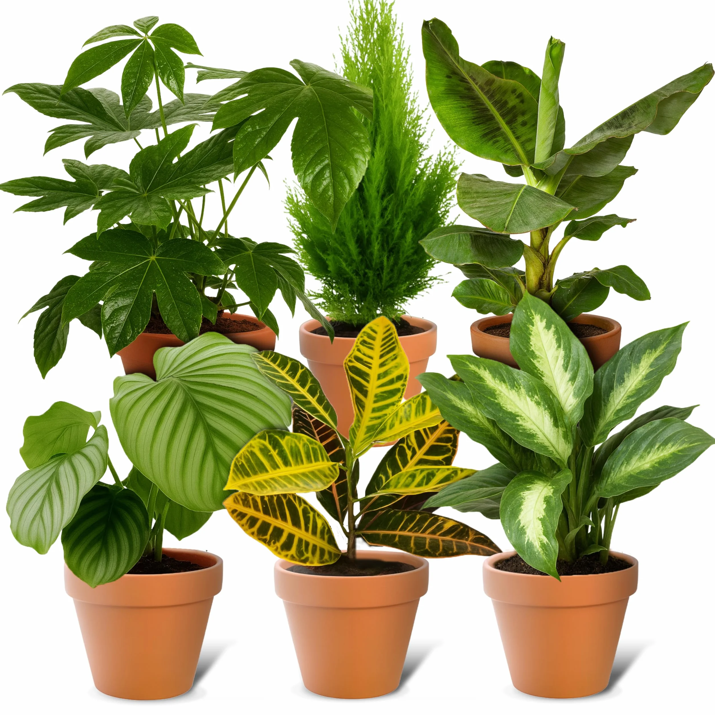 Lot de 8 plantes 40-70 cm Pot ø 12-15 cm Plantes intérieur