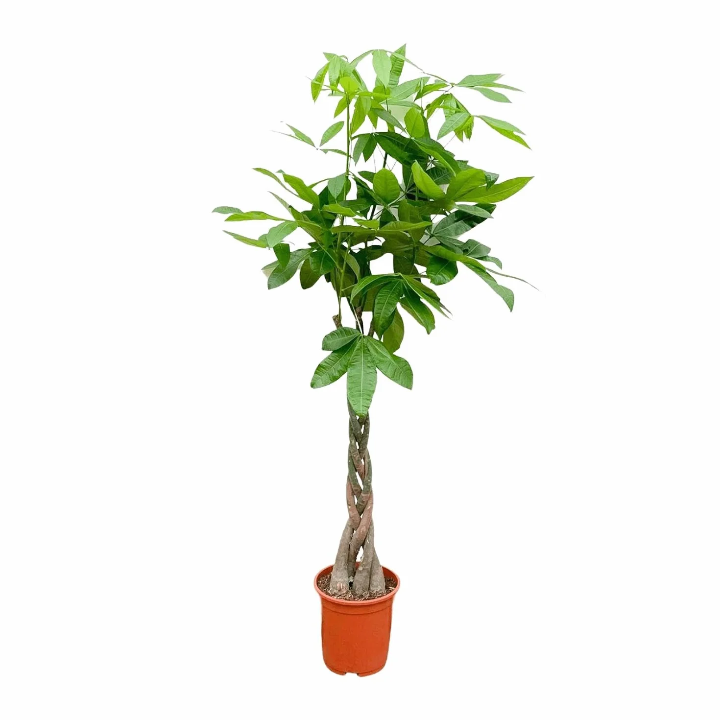La Green Touch - Pachira Aquatica tressé- 160cm - ø27 - Plante d'intérieur - Pot 27cm, Hauteur 160 cm