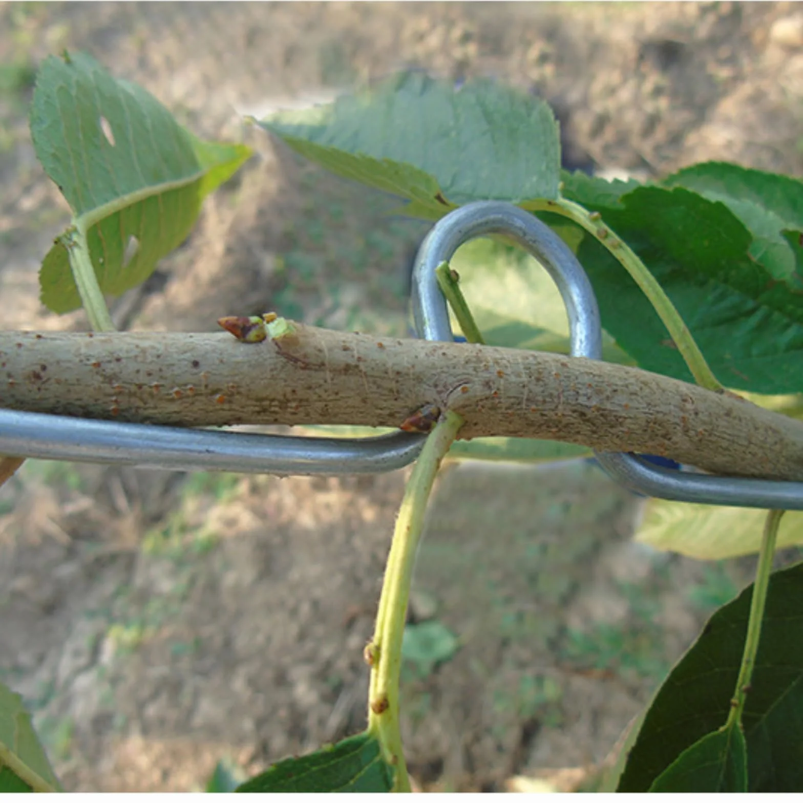 Epandeur de Branches, Plantes Tige Formateur, Arbre Branche Extracteur Fil D'acier Jardin Nouvelles Branches Croissance Formes Soutien Fruits, pour Soutenir La Croissance de Nouvelles Branches, M13cm