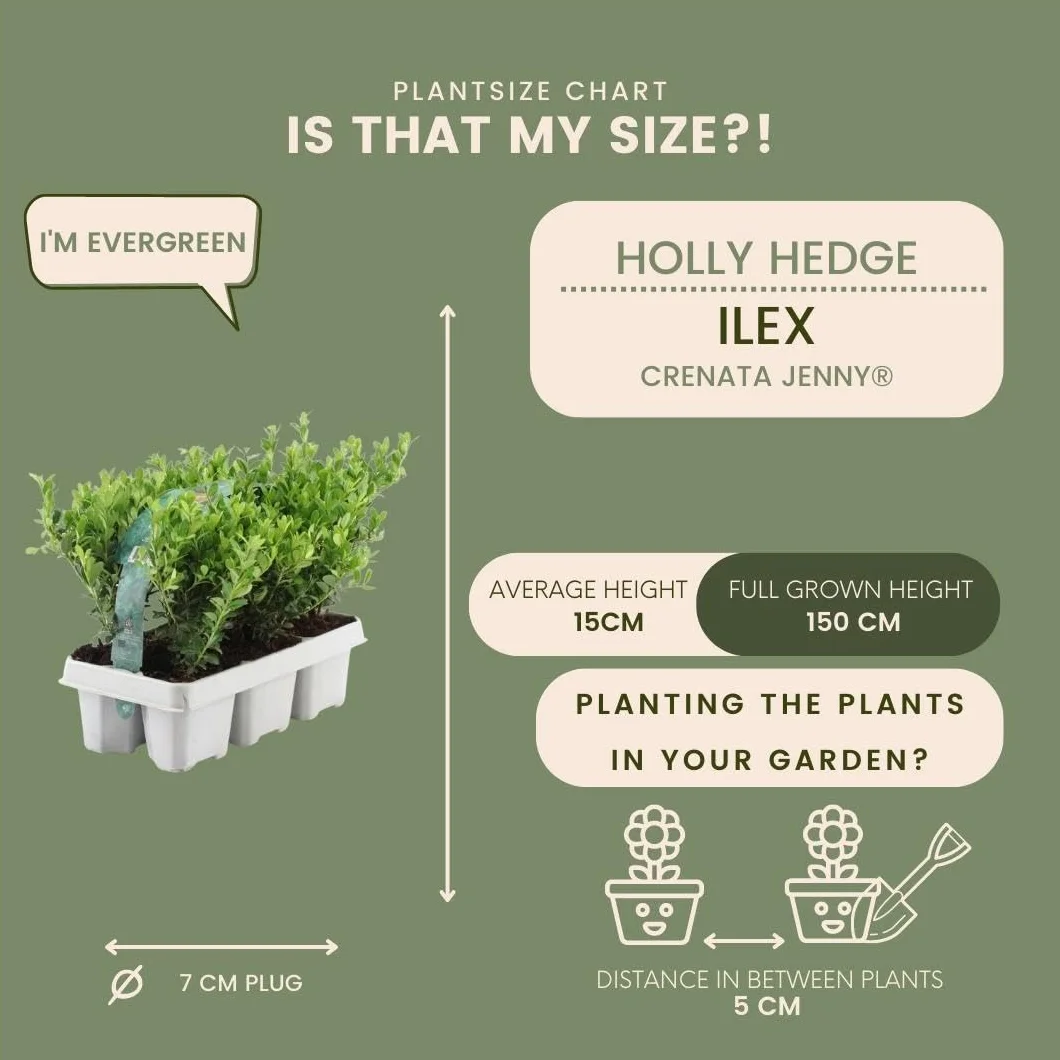 Ilex crenata 'Jenny' 48 Plantes de houx du Japon Ø 7 cm 15 cm Haie rustique Alternative buis Arbuste persistant Jardin