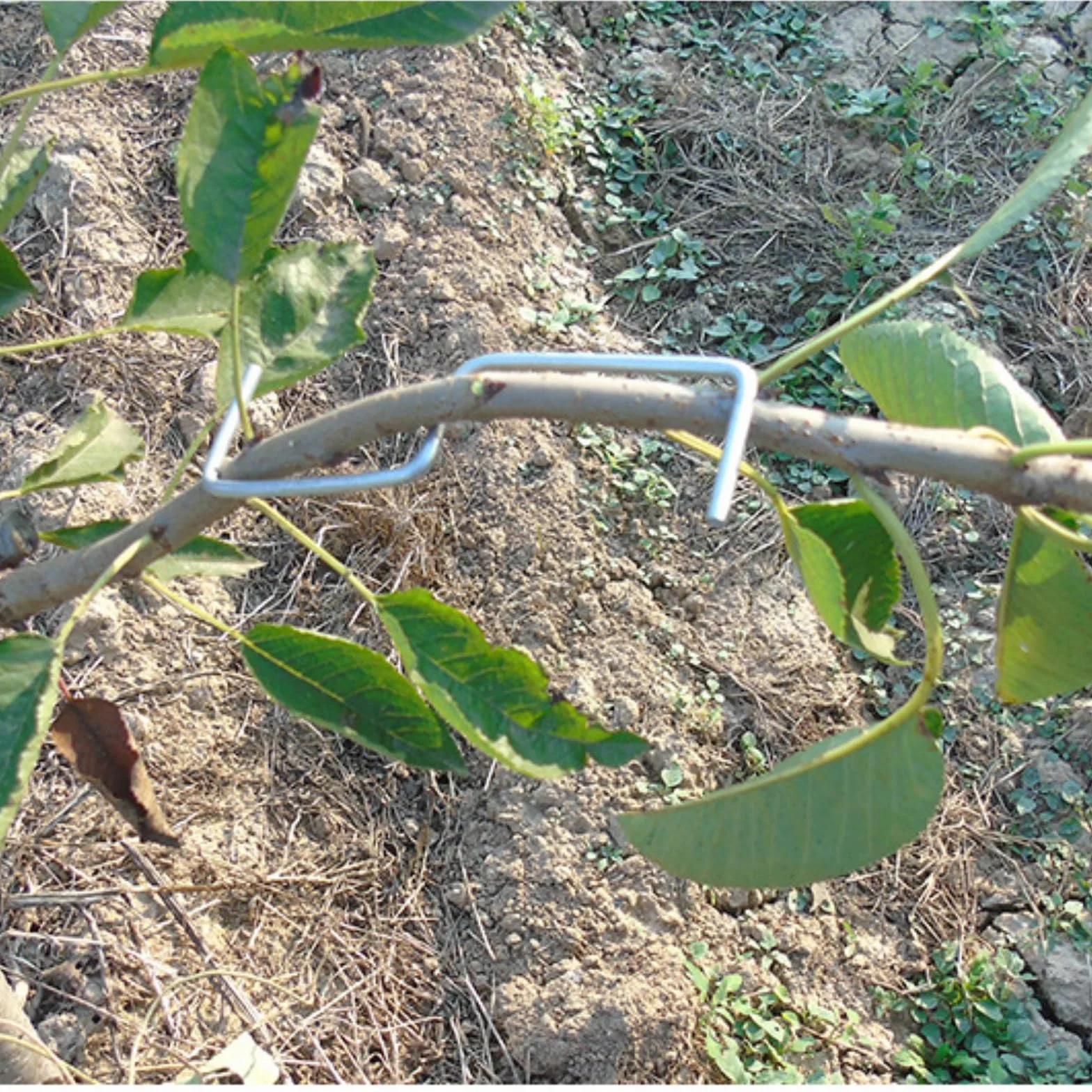 Epandeur de Branches, Plantes Tige Formateur, Arbre Branche Extracteur Fil D'acier Jardin Nouvelles Branches Croissance Formes Soutien Fruits, pour Soutenir La Croissance de Nouvelles Branches, M13cm
