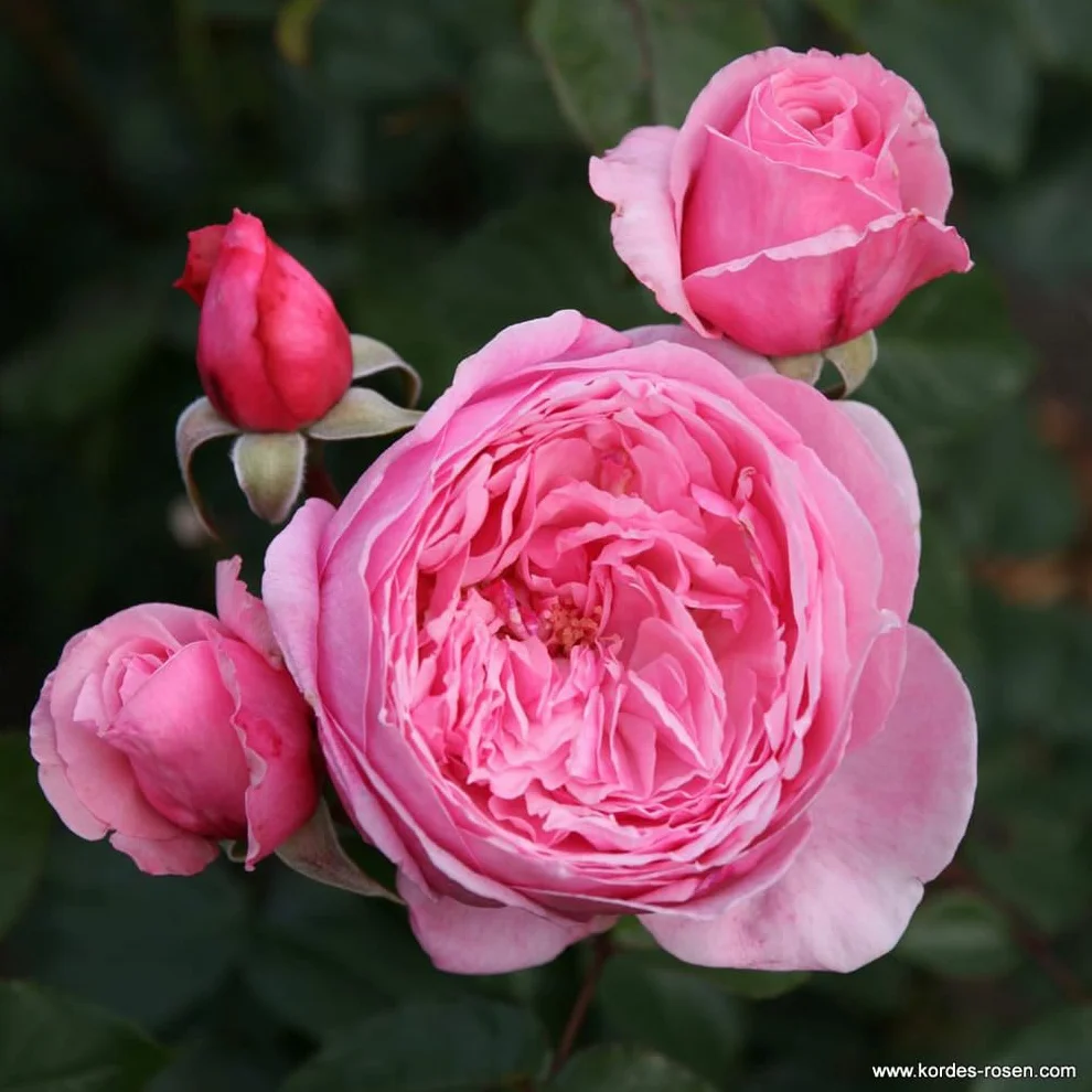Rosier Rosa 'Kiss me Kate' pot 25-30 cm grimpant parfumé