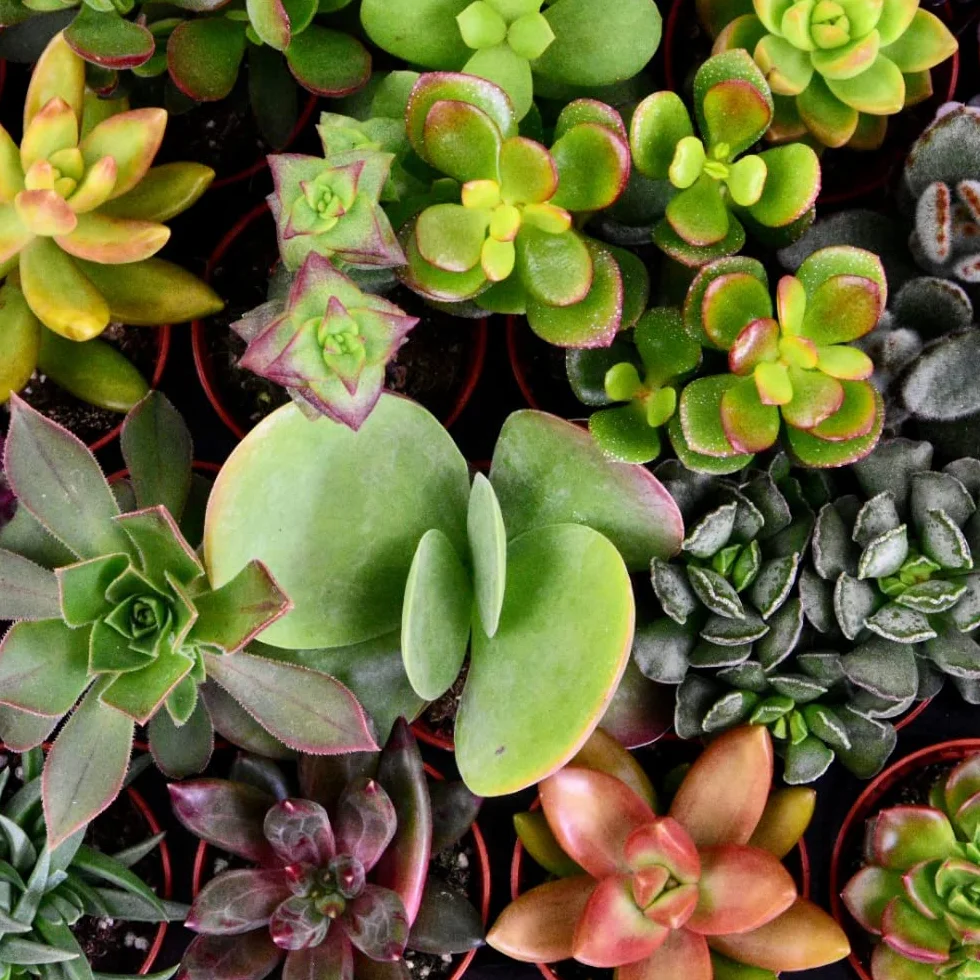 Succulentes Naturelles en pot 5.5 cm Lot de 30 Hauteur 5-10 cm Mélange Petites Variétés Plantes Grasses d'Intérieur