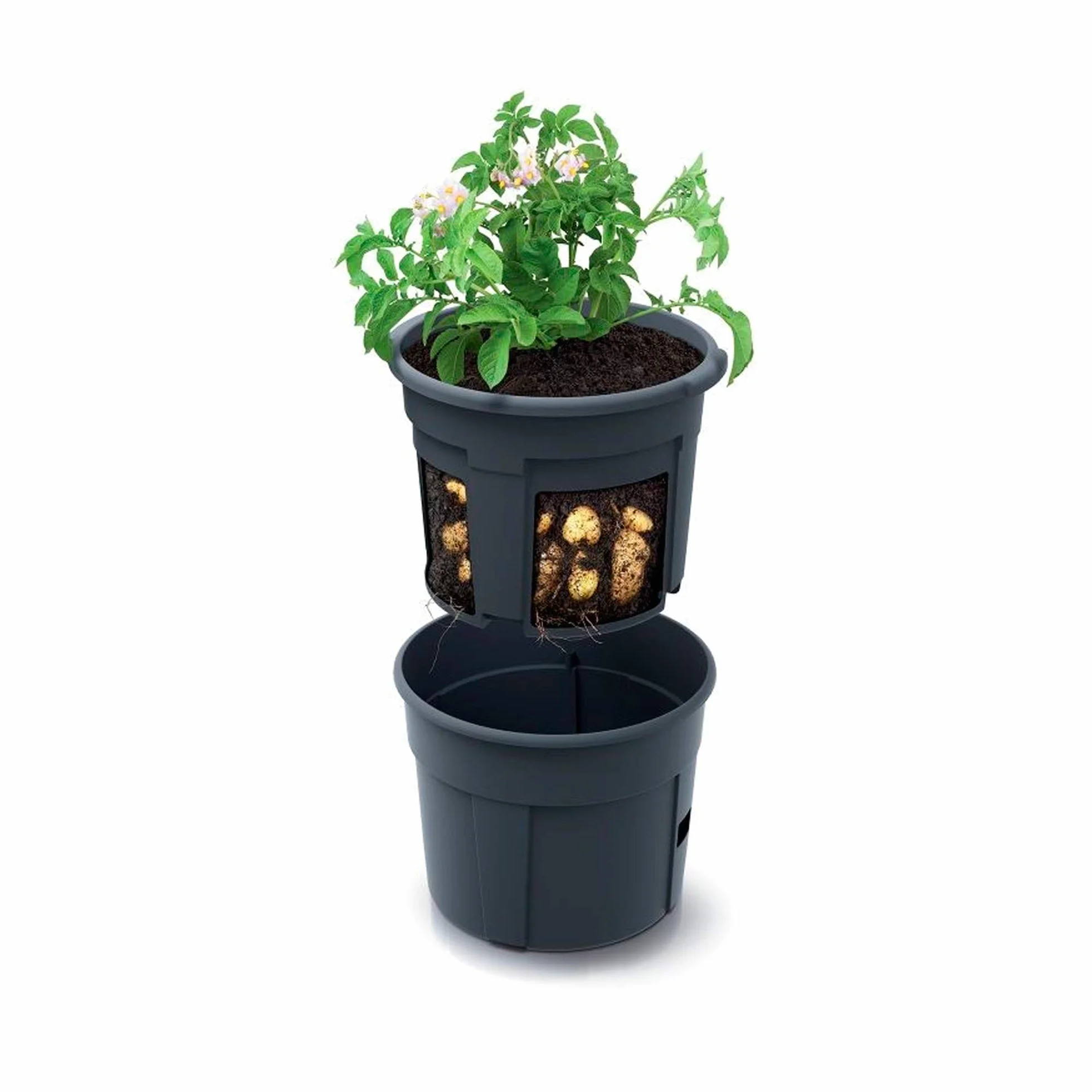 Pot de culture de pommes de terre Prosperplast Potato Grower en plastique de couleur anthracite 39,2 (L) x 39,2 (l) x 31,6 (H) cm