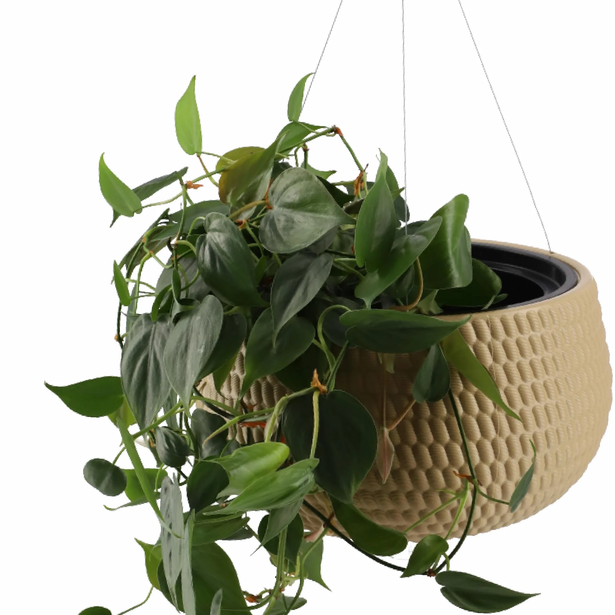 KADAX Pot Suspendu 32 cm Beige avec Chaîne et Crochet pour Plantes Grimpantes