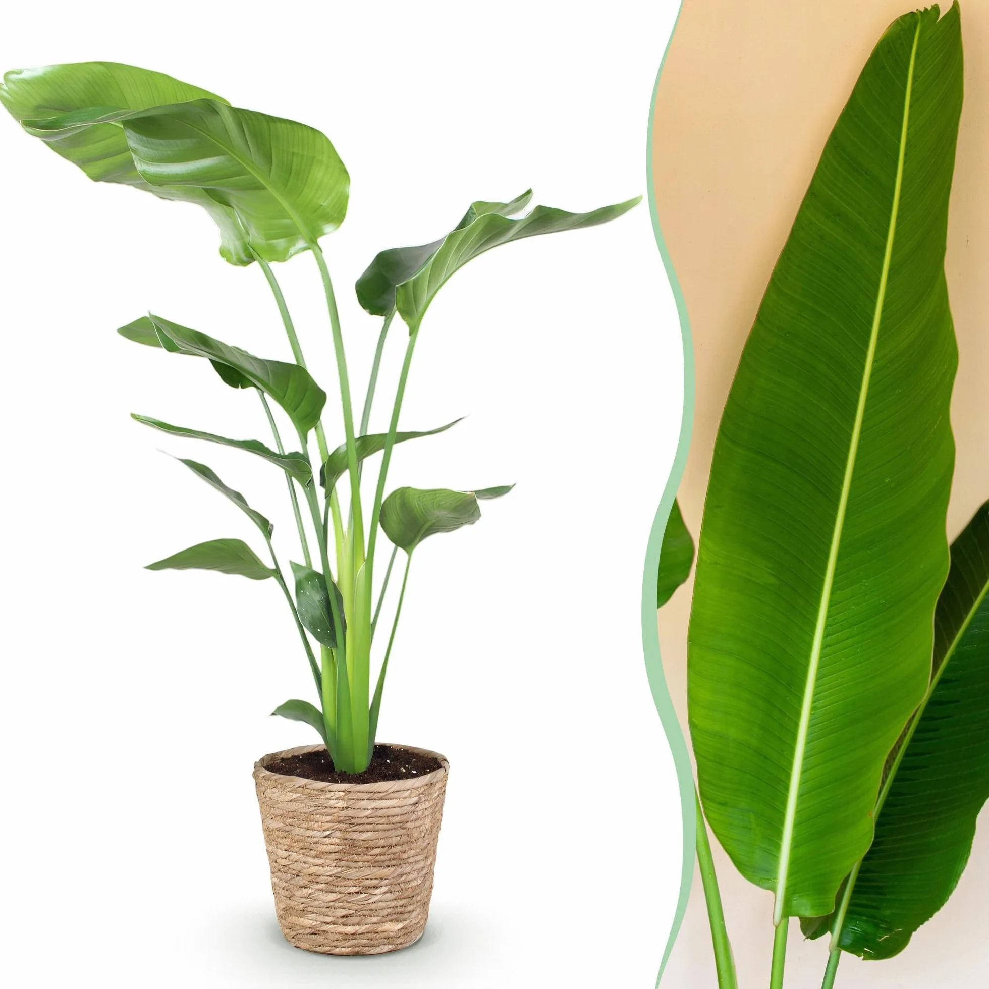 Strelitzia Nicolai Fleur de paradis Plante d'intérieur Pot 21cm Hauteur 110-120cm Vert avec panier