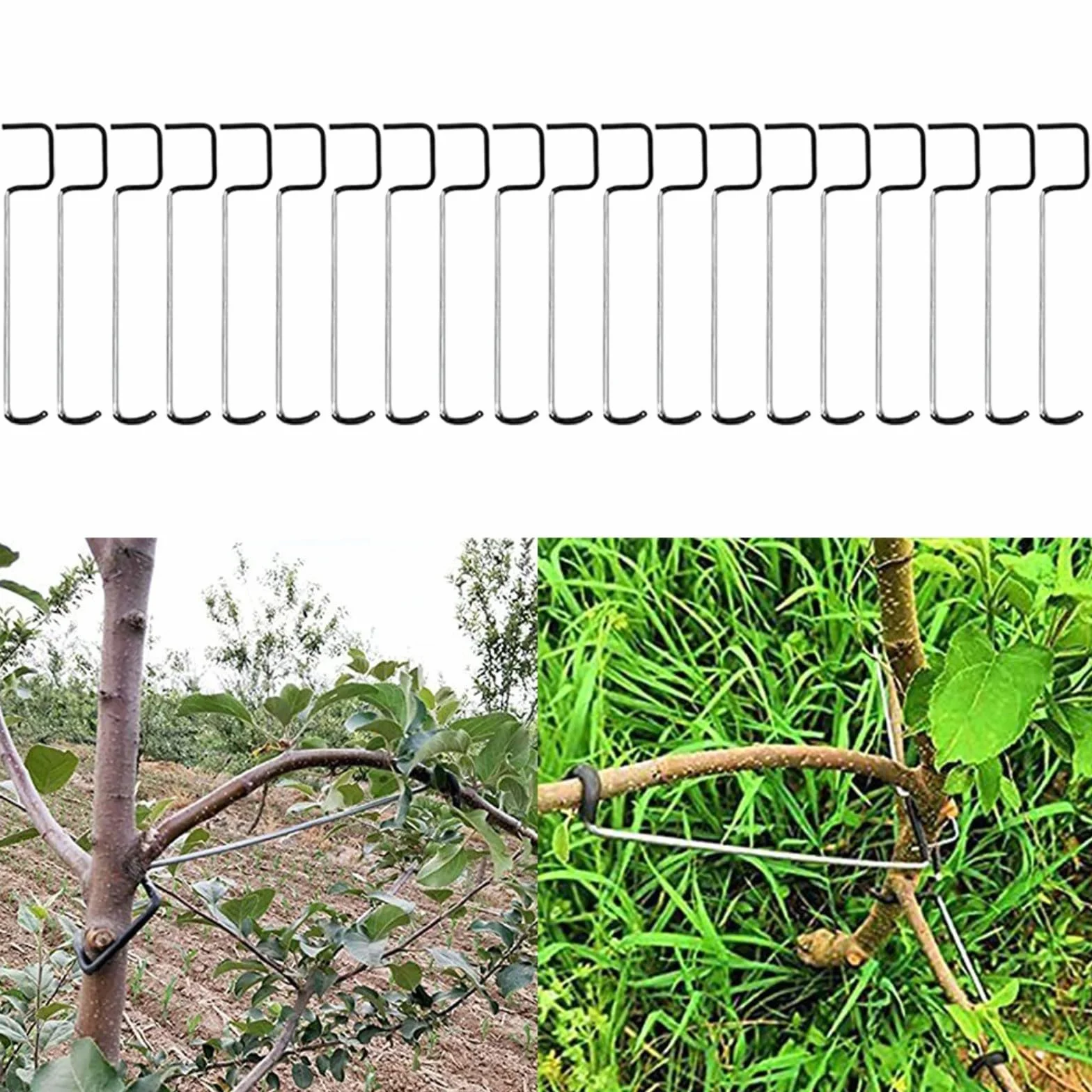 Lot de 20 écarteurs de branches d'arbre fruitier - Fil réutilisable - 06T