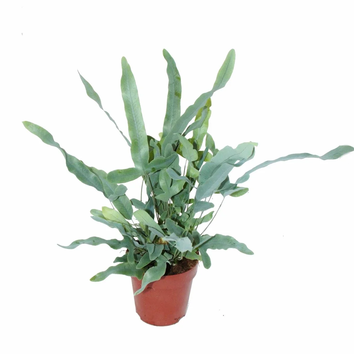 Fougère à taches dorées "Blue Star", Phlebodium aureum, 12cm