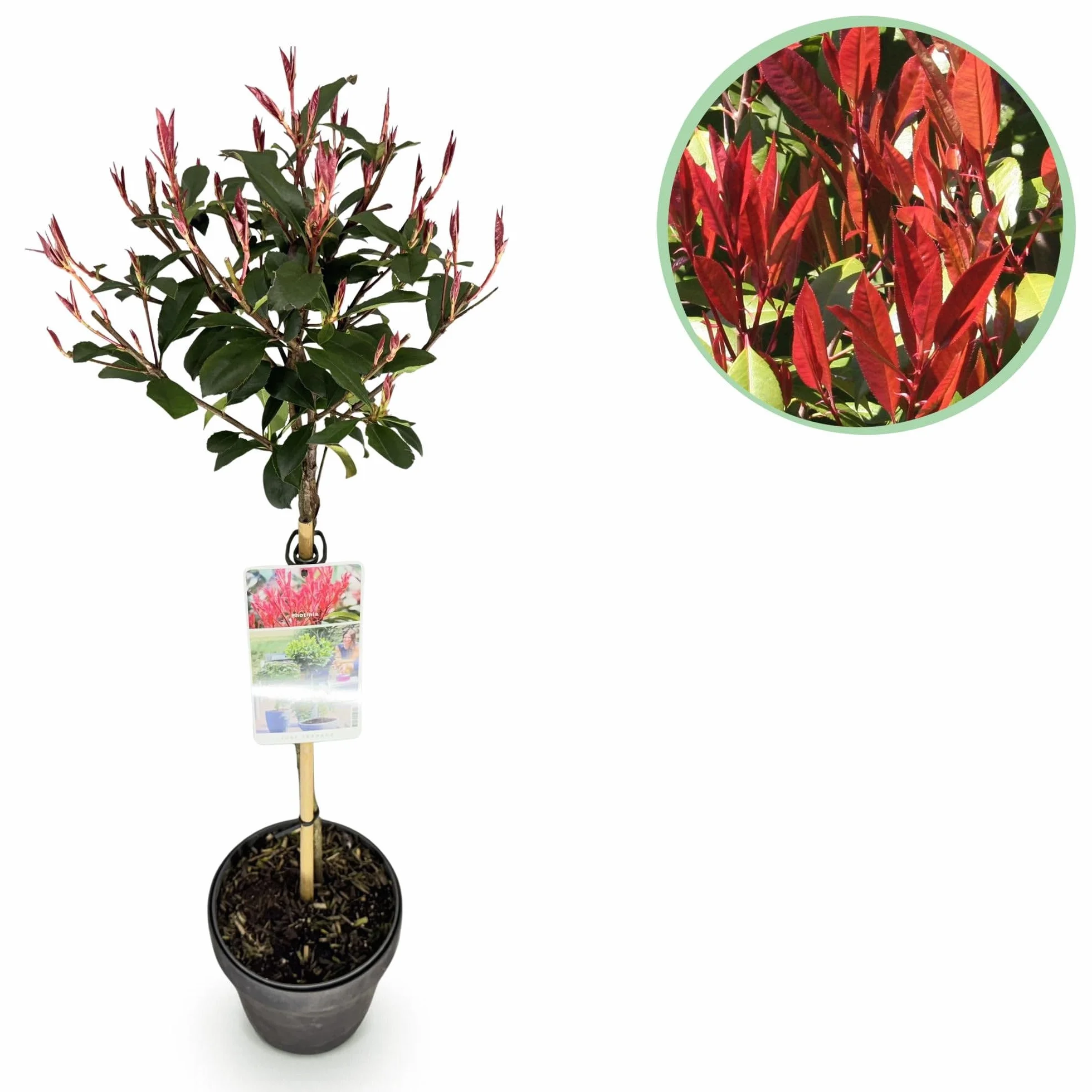 GreenboutiQ - Plante sur tige - Photinia fraseri Carre Rouge - Plante de terrasse - Persistante - Résistante au gel - Feuillage vert-rouge - Pot 19cm Hauteur 90cm