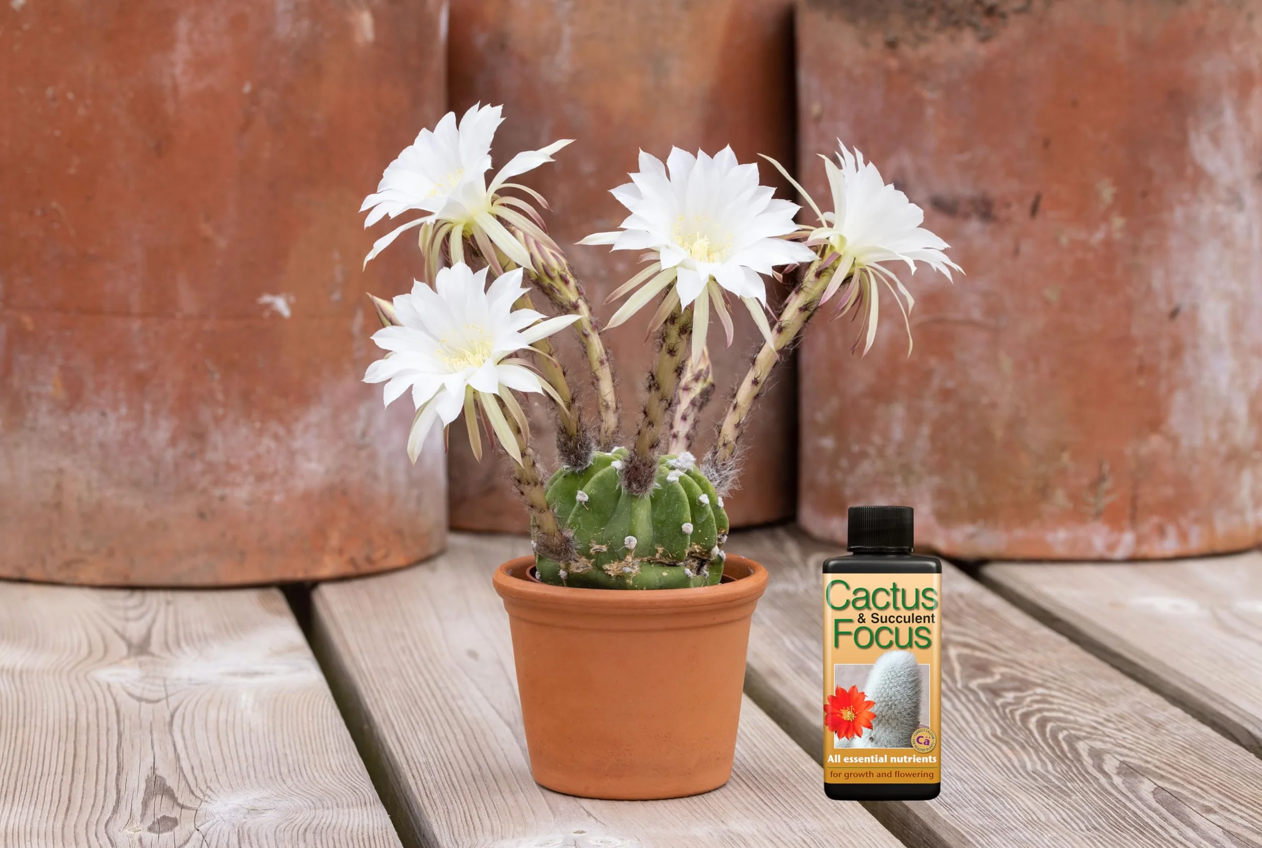 Engrais concentré Liquide Cactus and Succulent Focus 100 ML