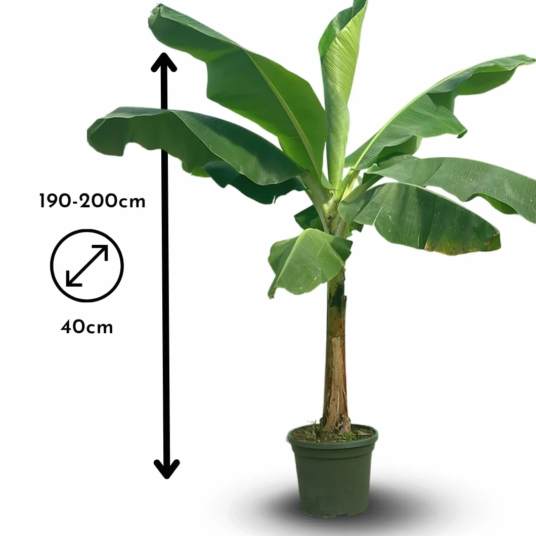 Bananier Musa Dwarf Cavendish 180-200 cm ⌀ 40 cm Plante d'Intérieur Extérieur Purificateur d'Air