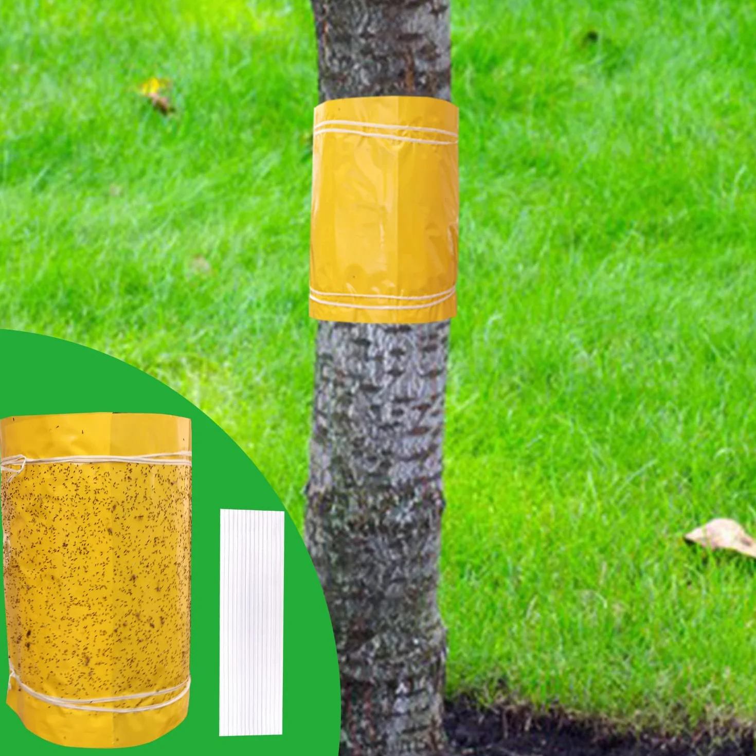 Panngu Anneau de Colle Auto - adhésif pour Arbres fruitiers 25cmx3 mètres, Anneau de Colle de Prunier de Fourmi de Chenille pour Arbres de Protection, Arbres fruitiers, Arbres cerisiers