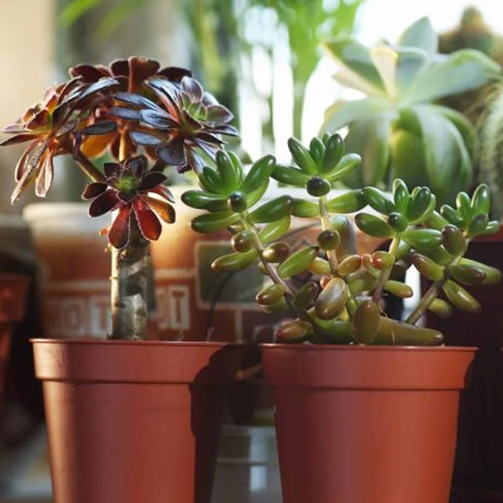 Mélange de succulentes 20 plantes d'intérieur en pot