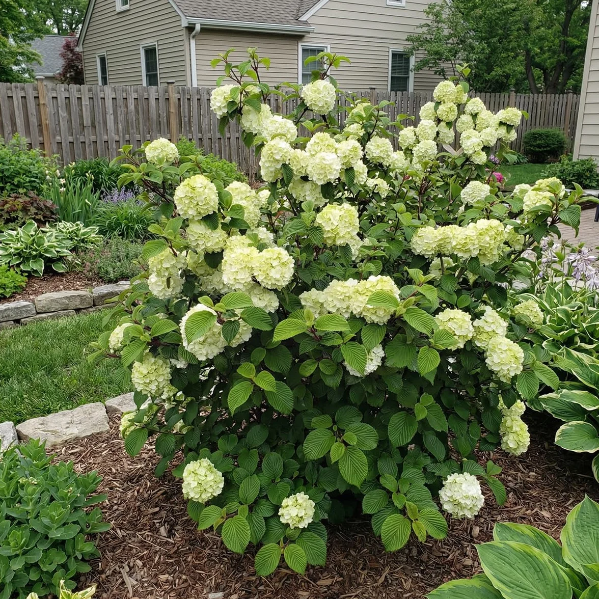 Bloomique - Viburnum Plicatum Opening Day - Boule-de-neige du Japon - Plante de Jardin - Rustique - Hauteur 60-80 cm - Pot 23 cm