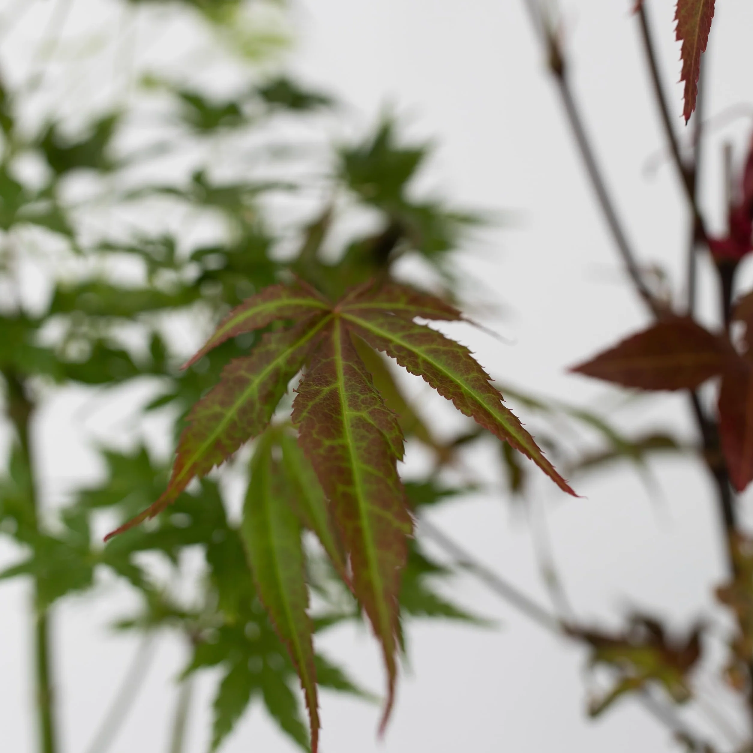 Acer palmatum 'Atropurpureum' 'Going Green' 'Orange Dream' 'Butterfly' - Set de 8 - Pot 10,5cm - Hauteur 25-40cm