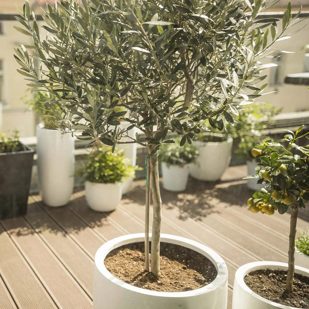 Bloomique - Olea Europaea - Olivier sur tige - Plantes de jardin - Résistant au gel - Hauteur 80-100 cm - Pot 19 cm